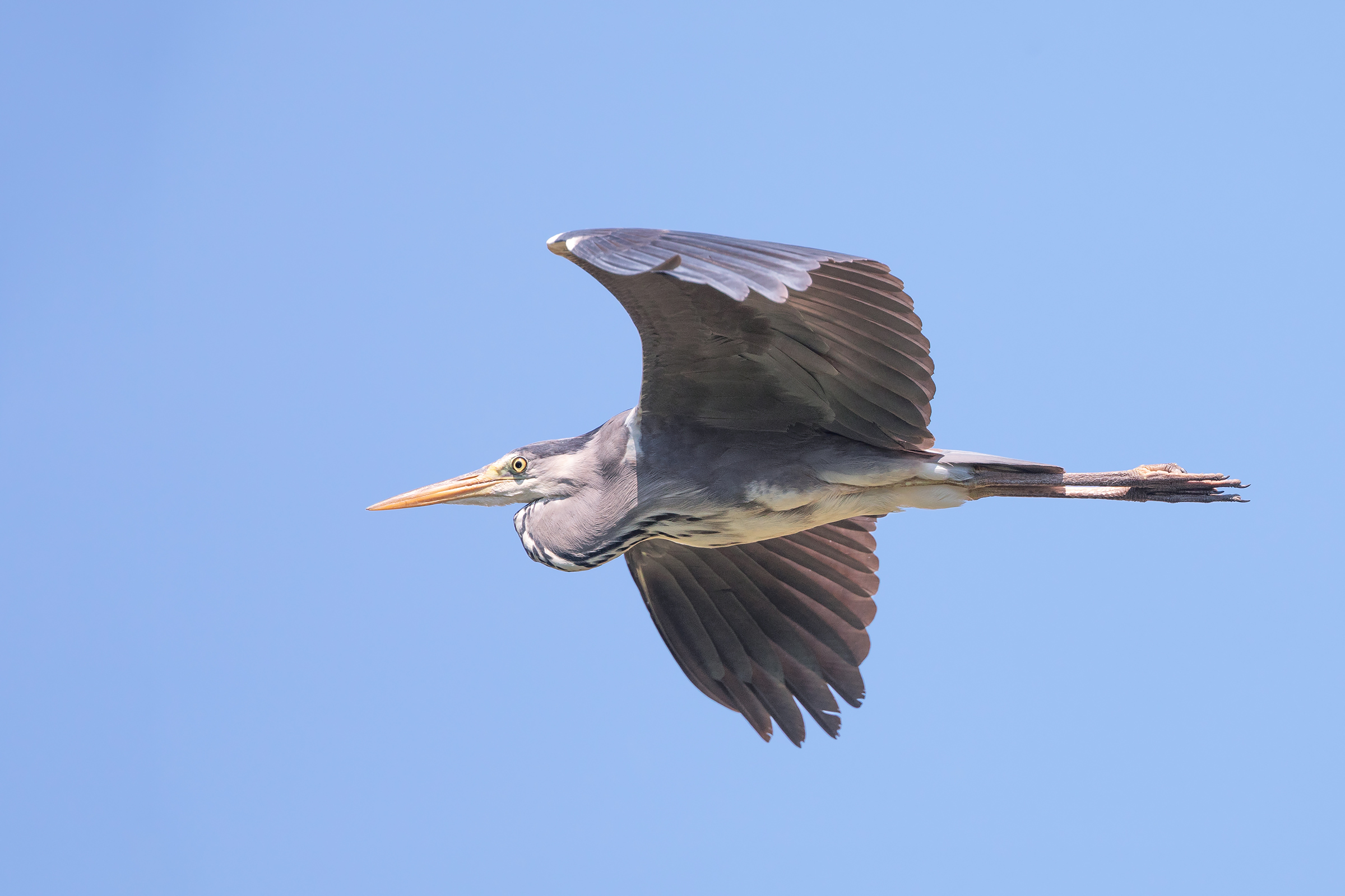 Flying Grey Heron