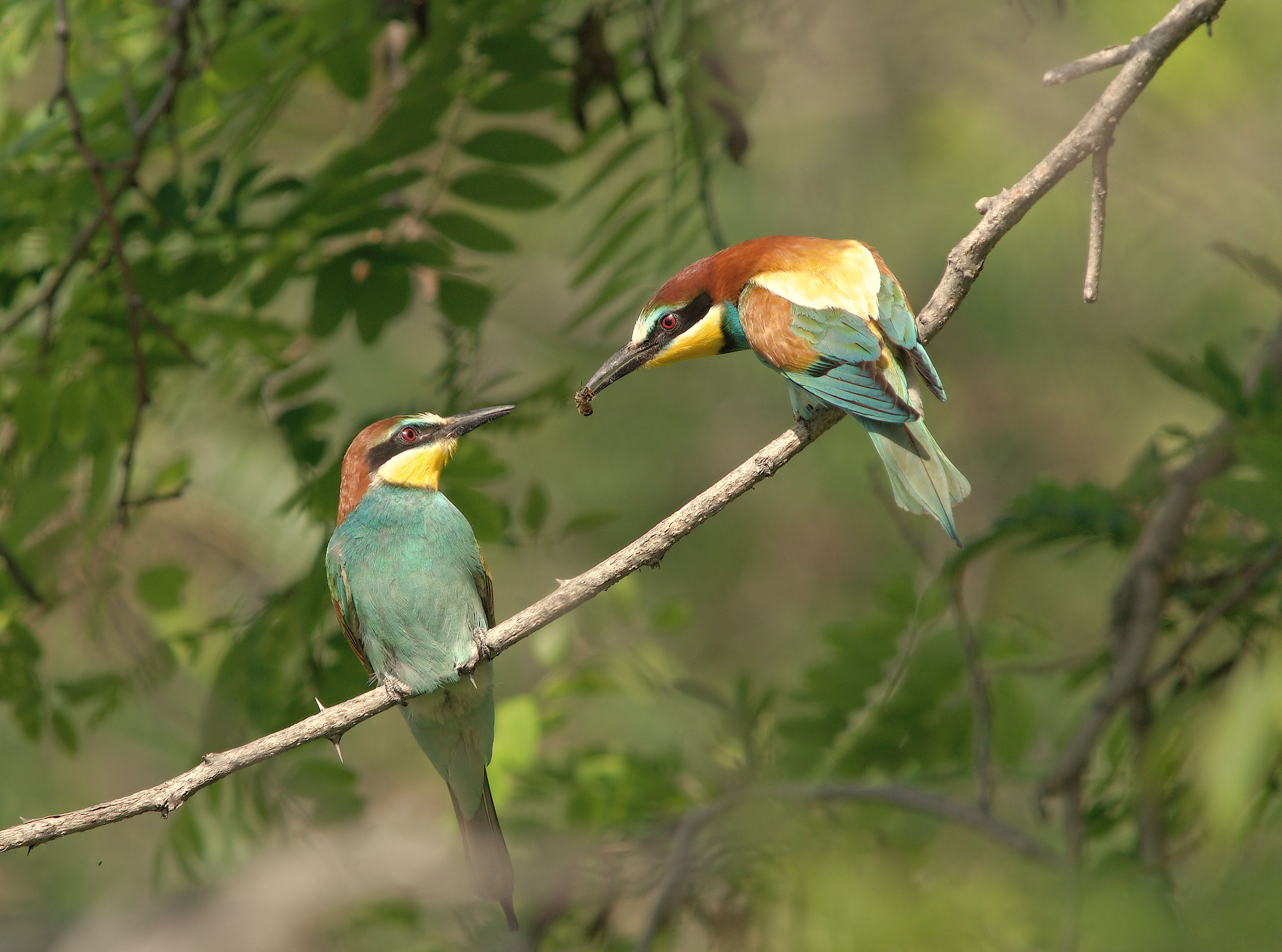 Bee-eater
