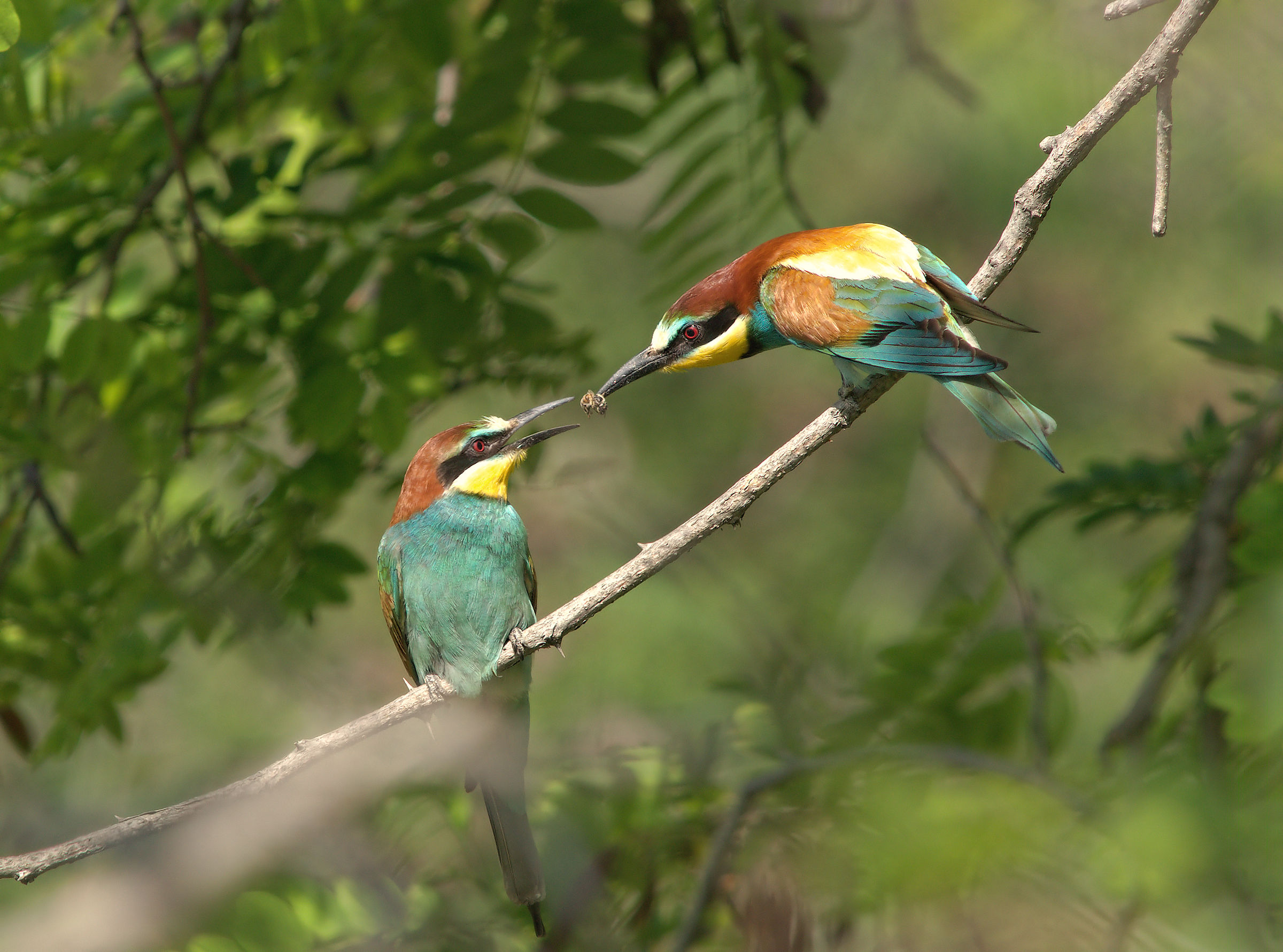 Bee-eater