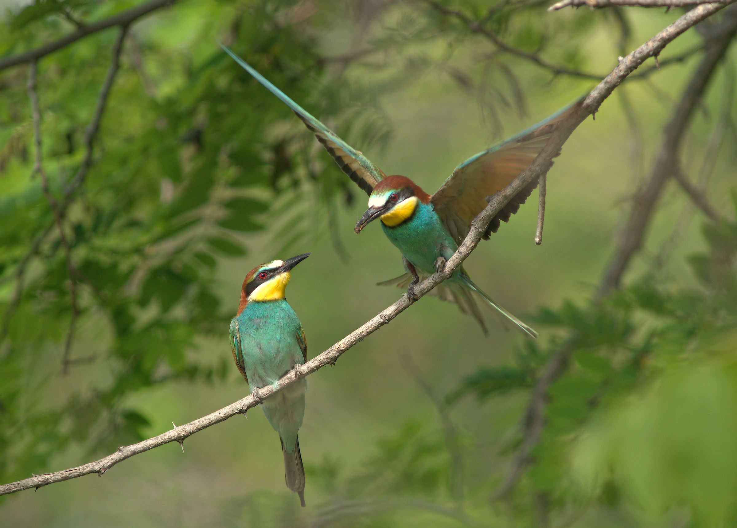 Bee-eater