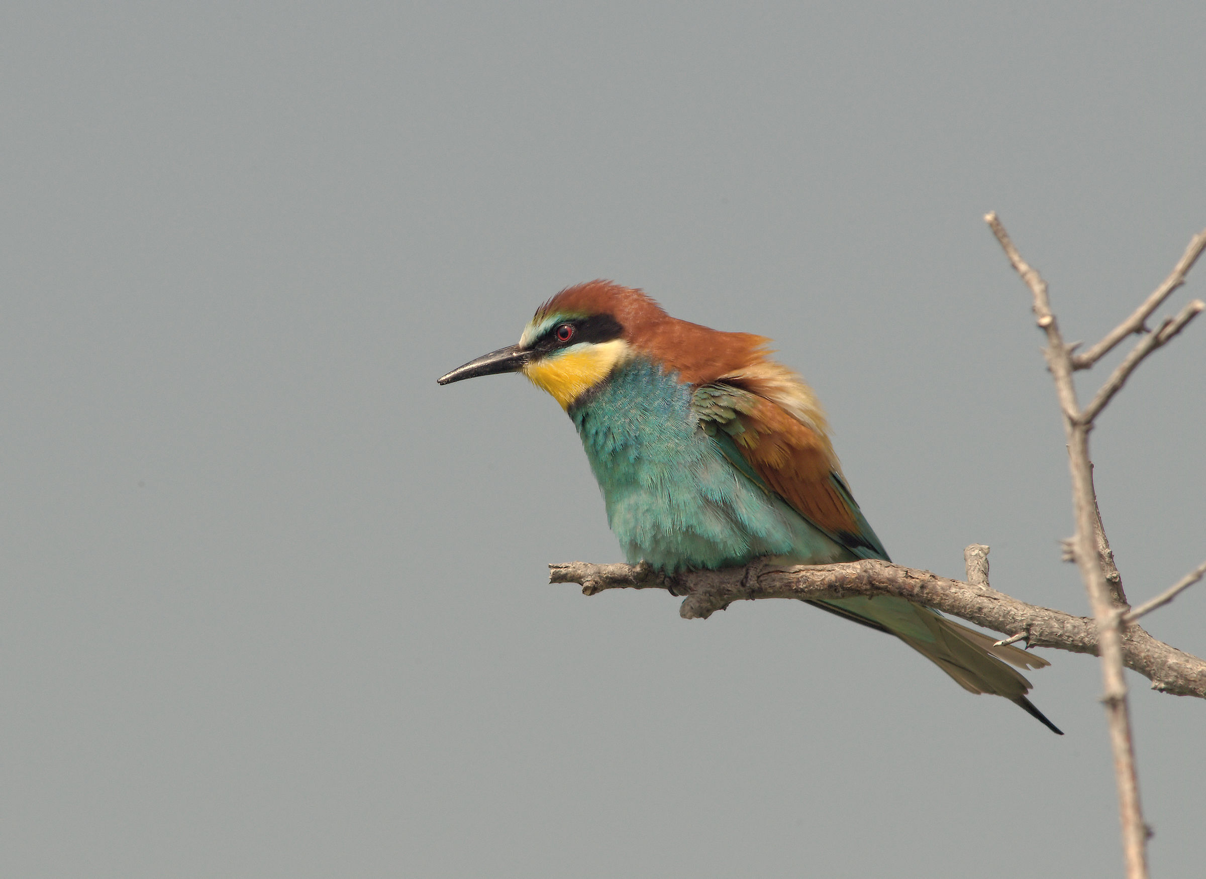 Bee-eater