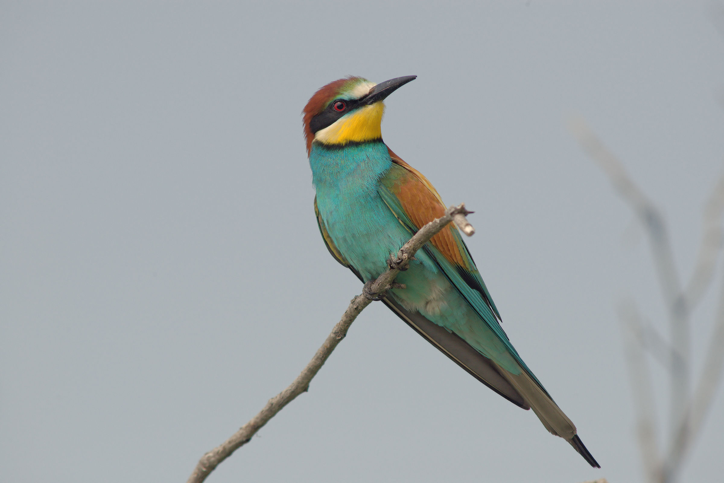 Bee-eater