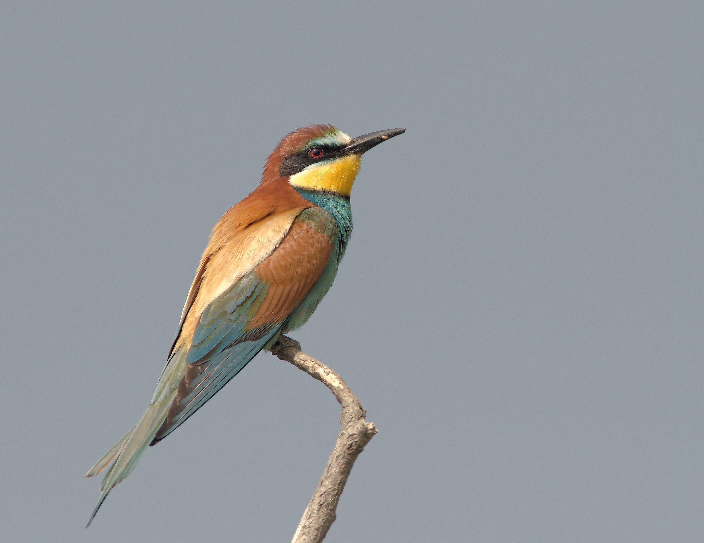 Bee-eater