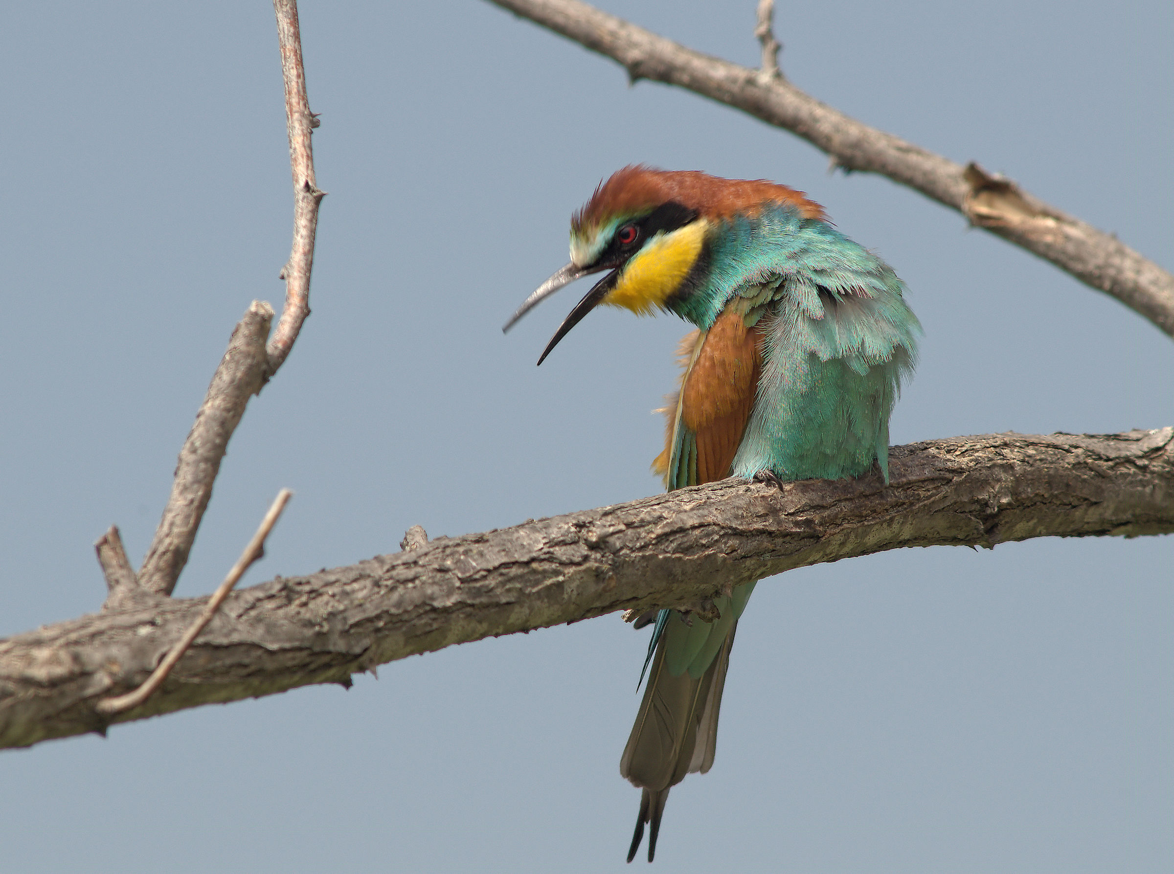 Bee-eater