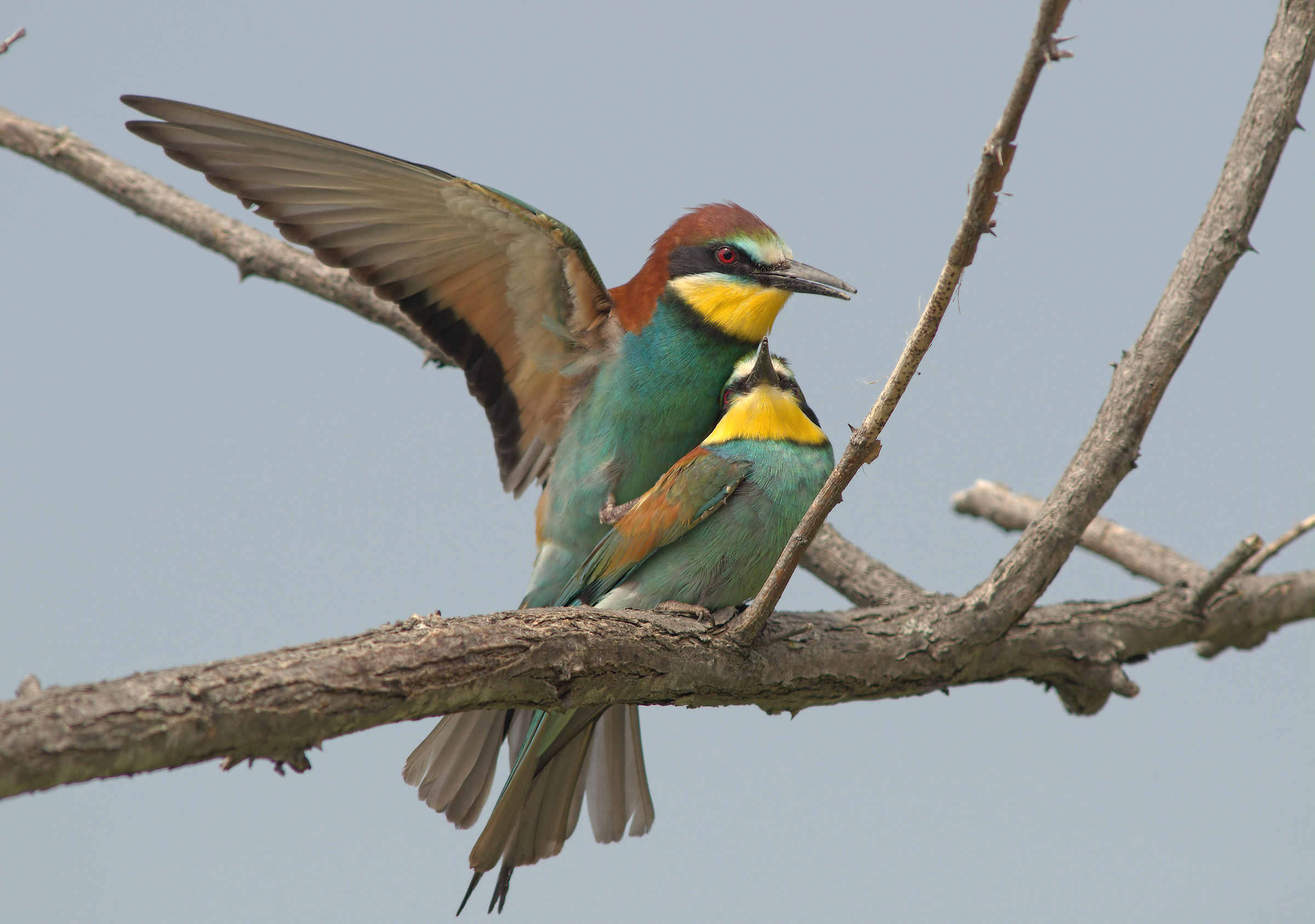 Bee-eater