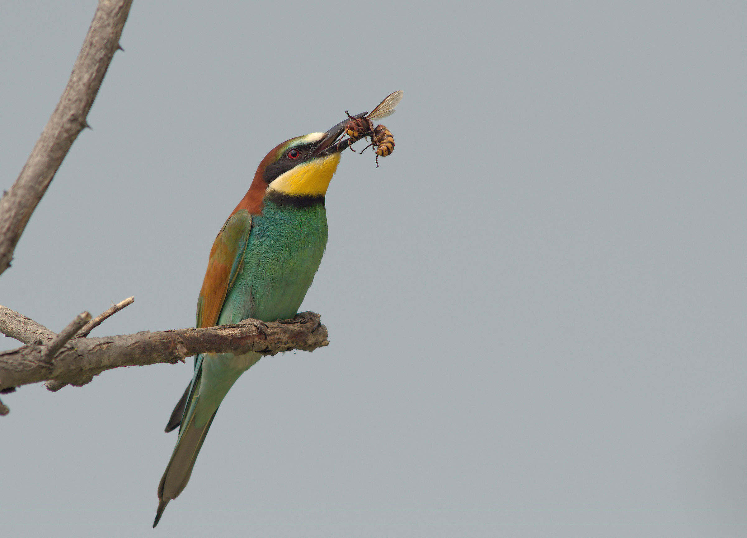 Bee-eater