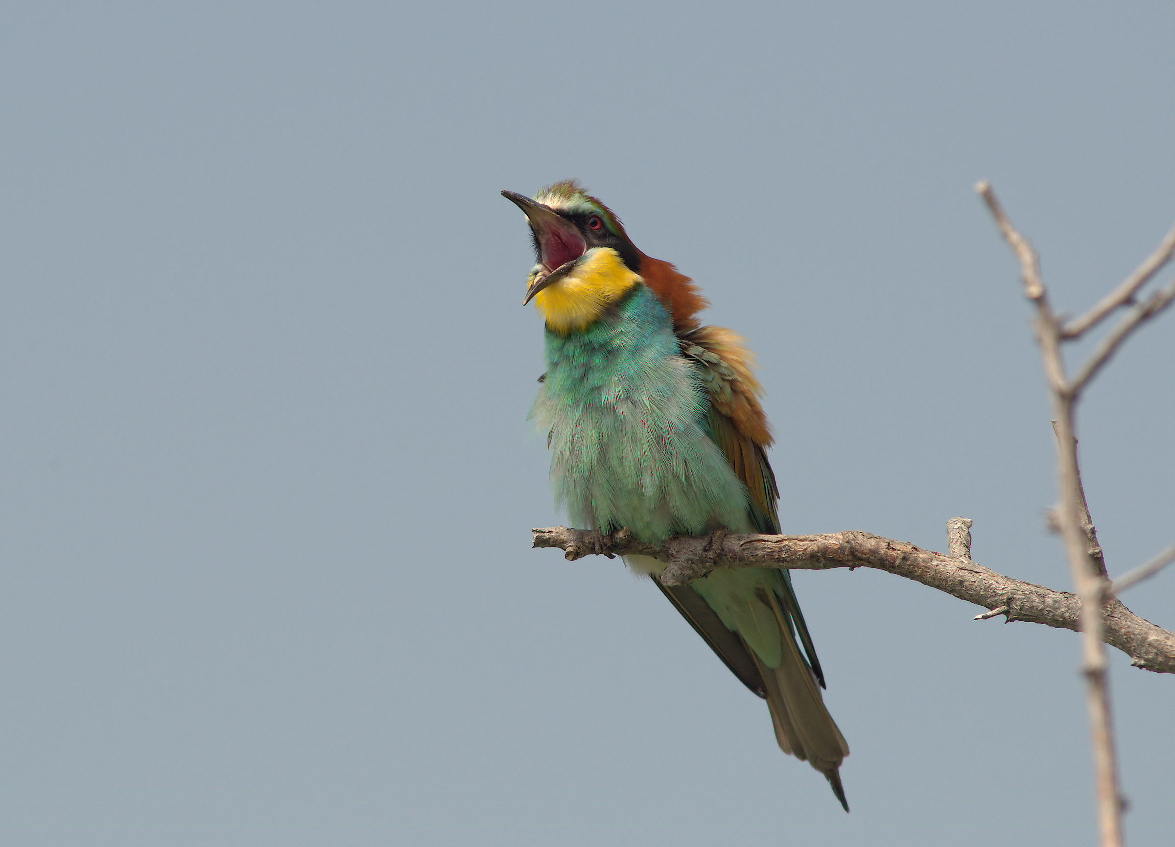 Bee-eater