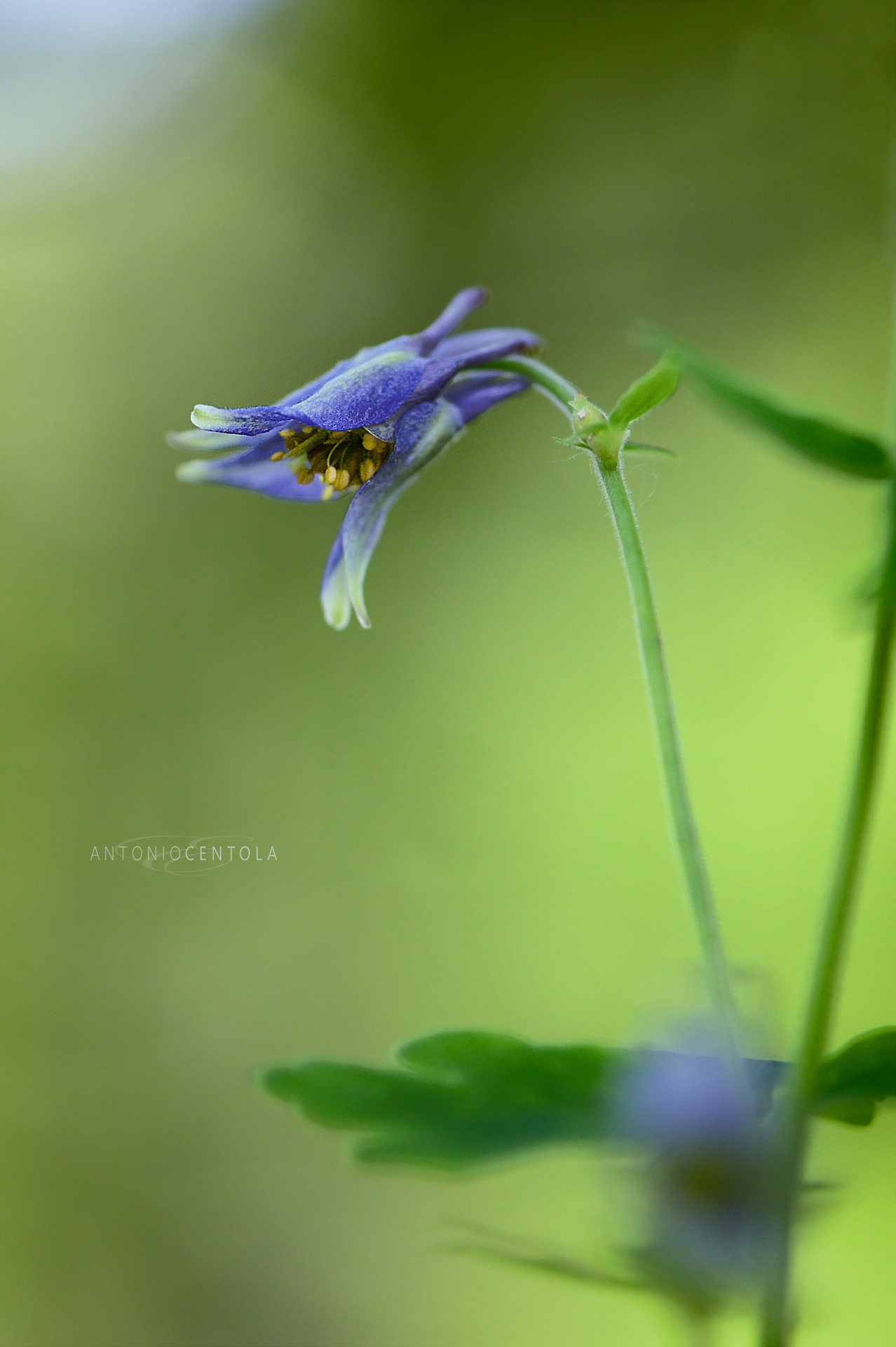 Aquilegia