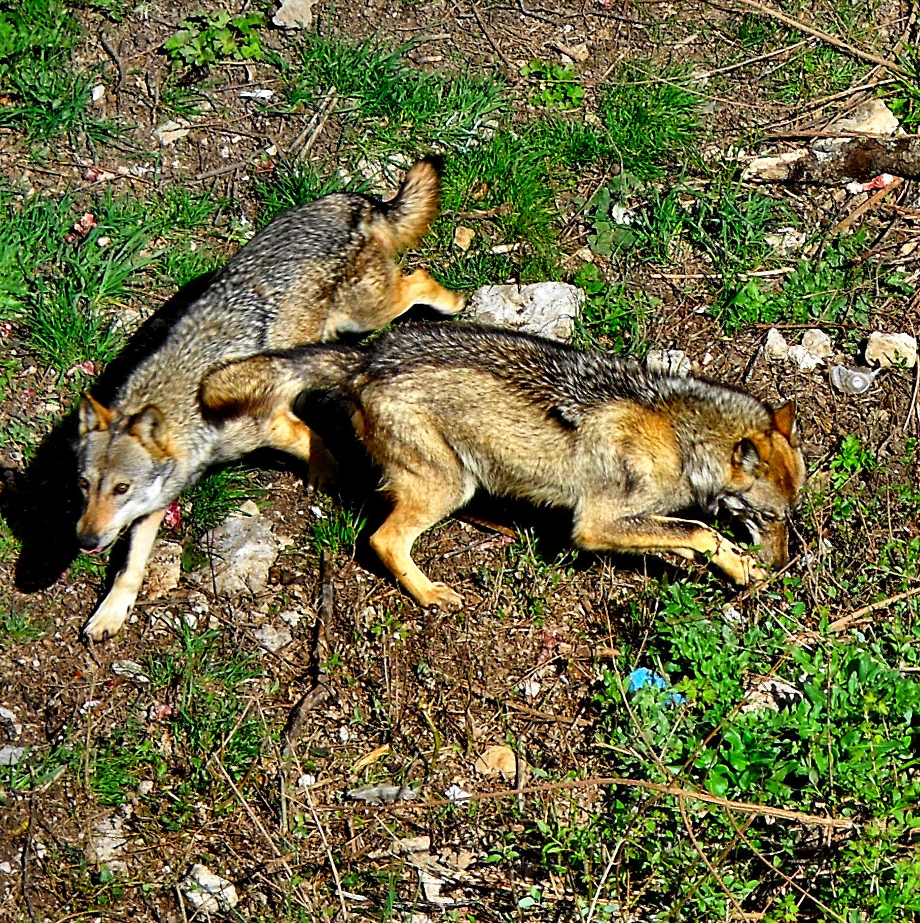 Lupi - Civitella Alfedena -