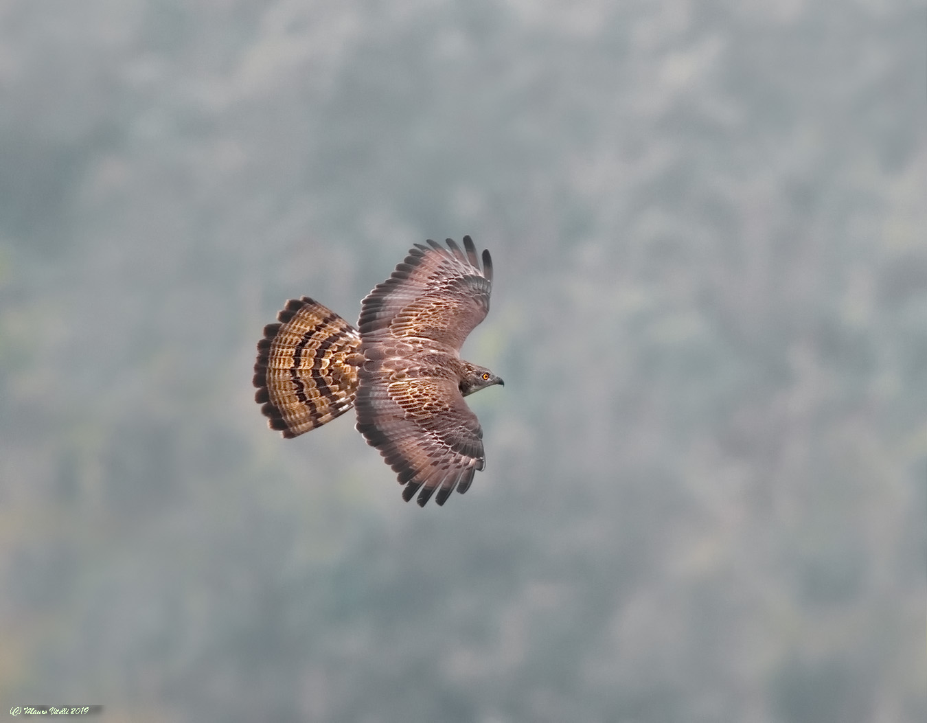 Pecchiaiolo Falcon (Pernis Apivorus)