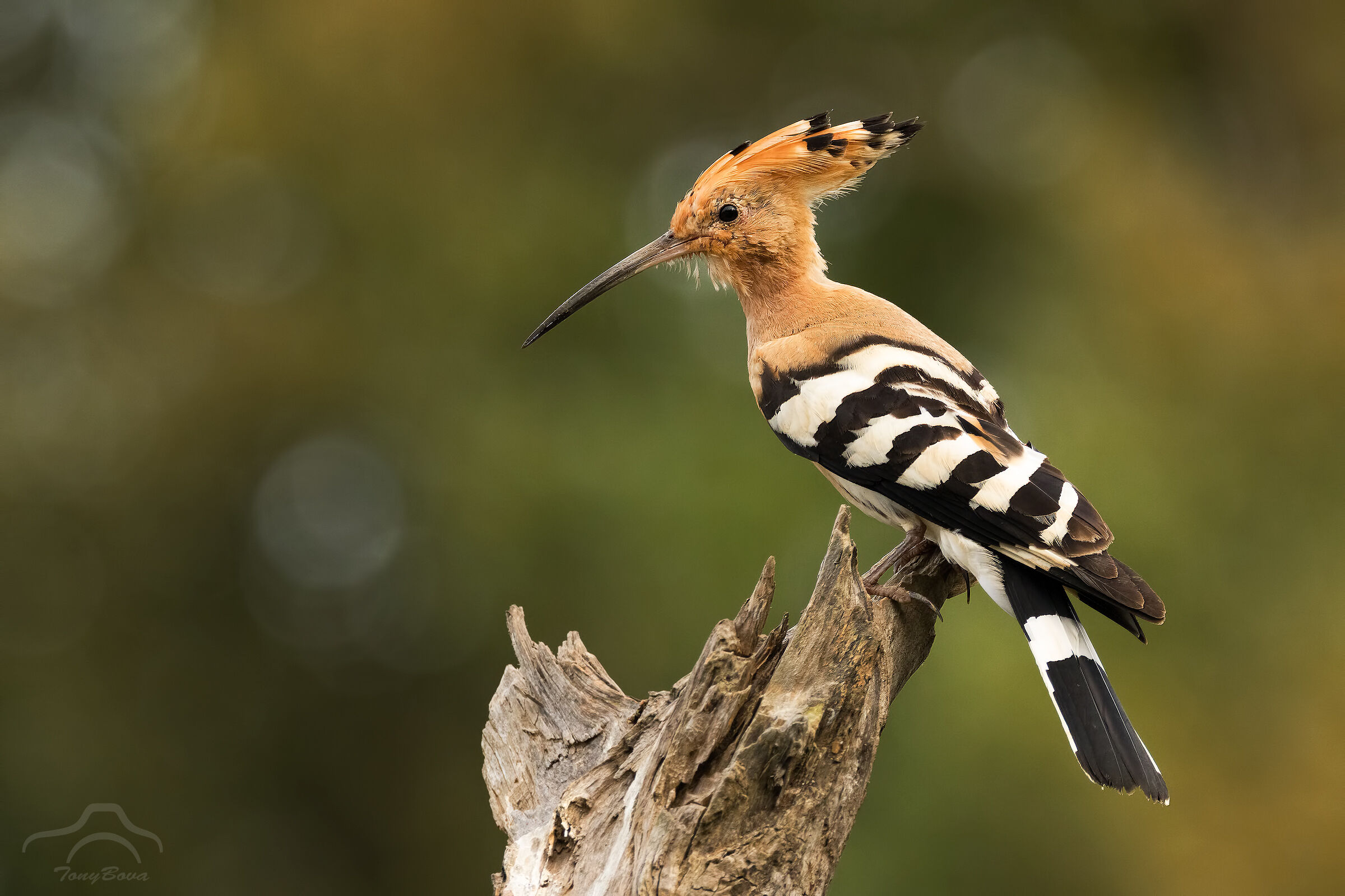 Hoopoe...