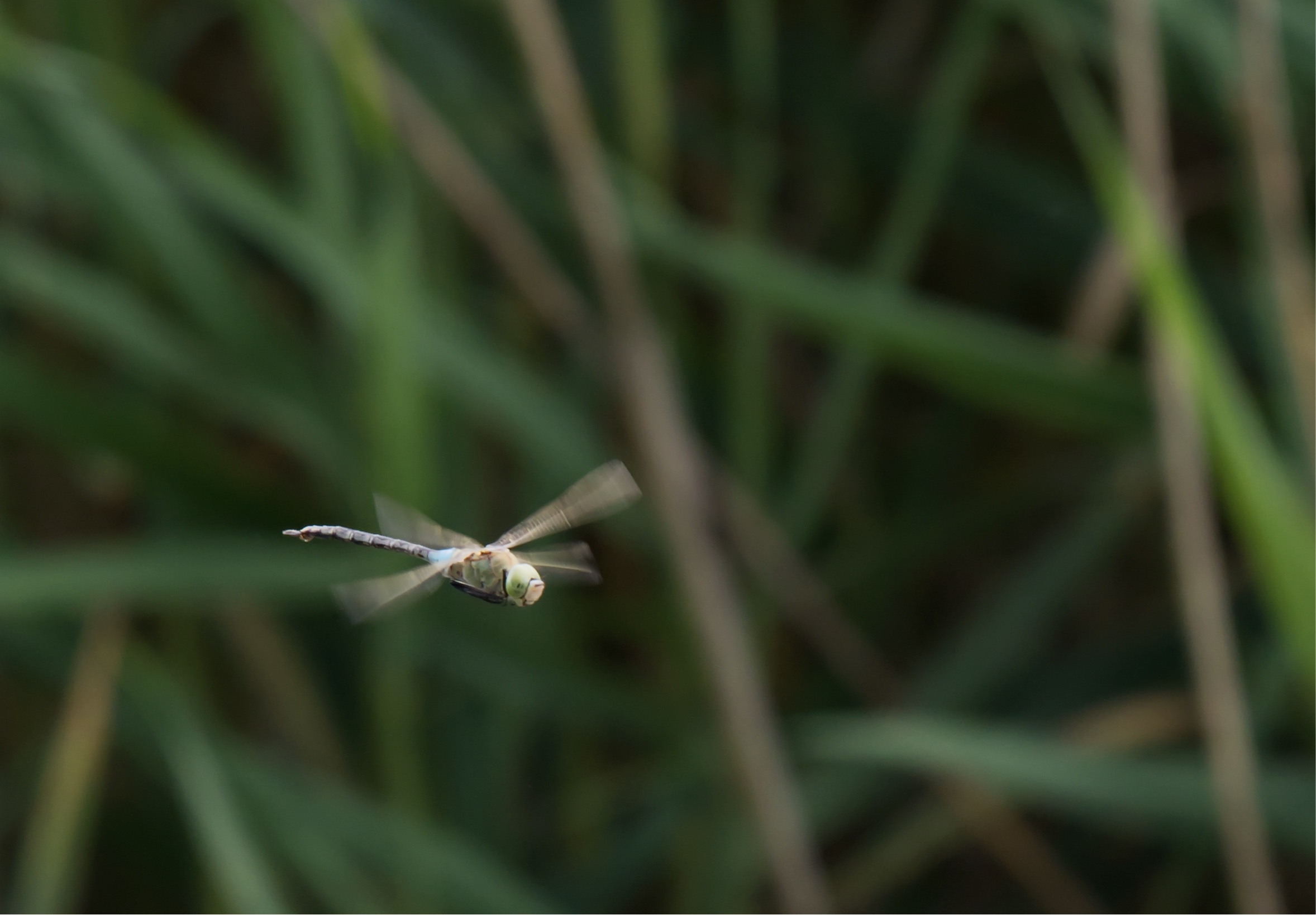 L'elicottero della palude