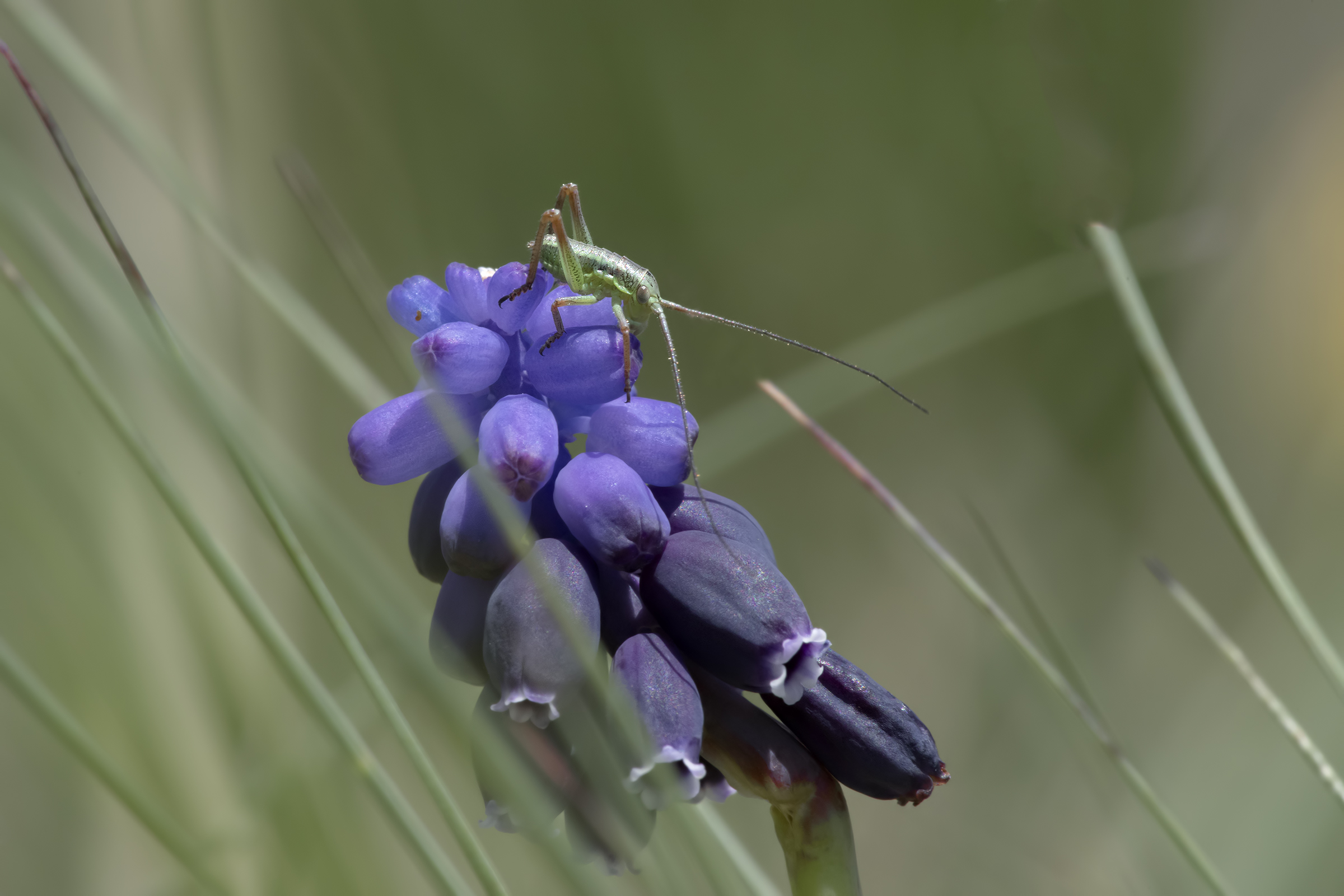 Tiny Green cricket on flower