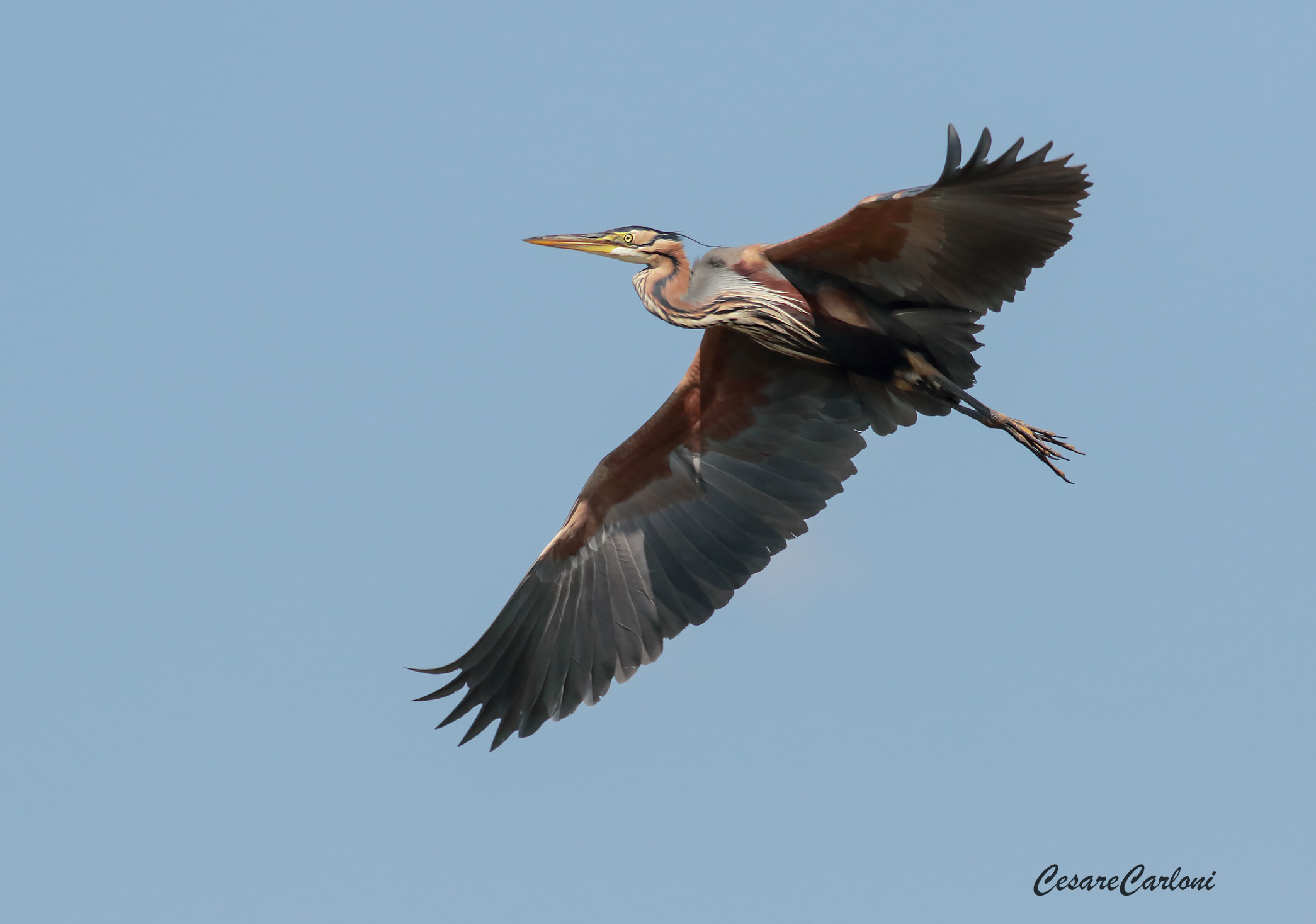 Red Heron