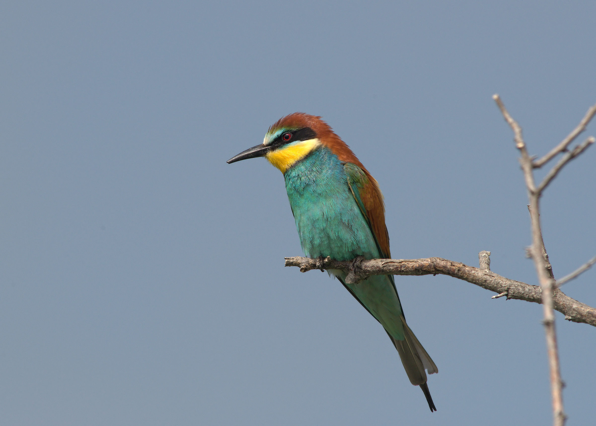 Bee-eater