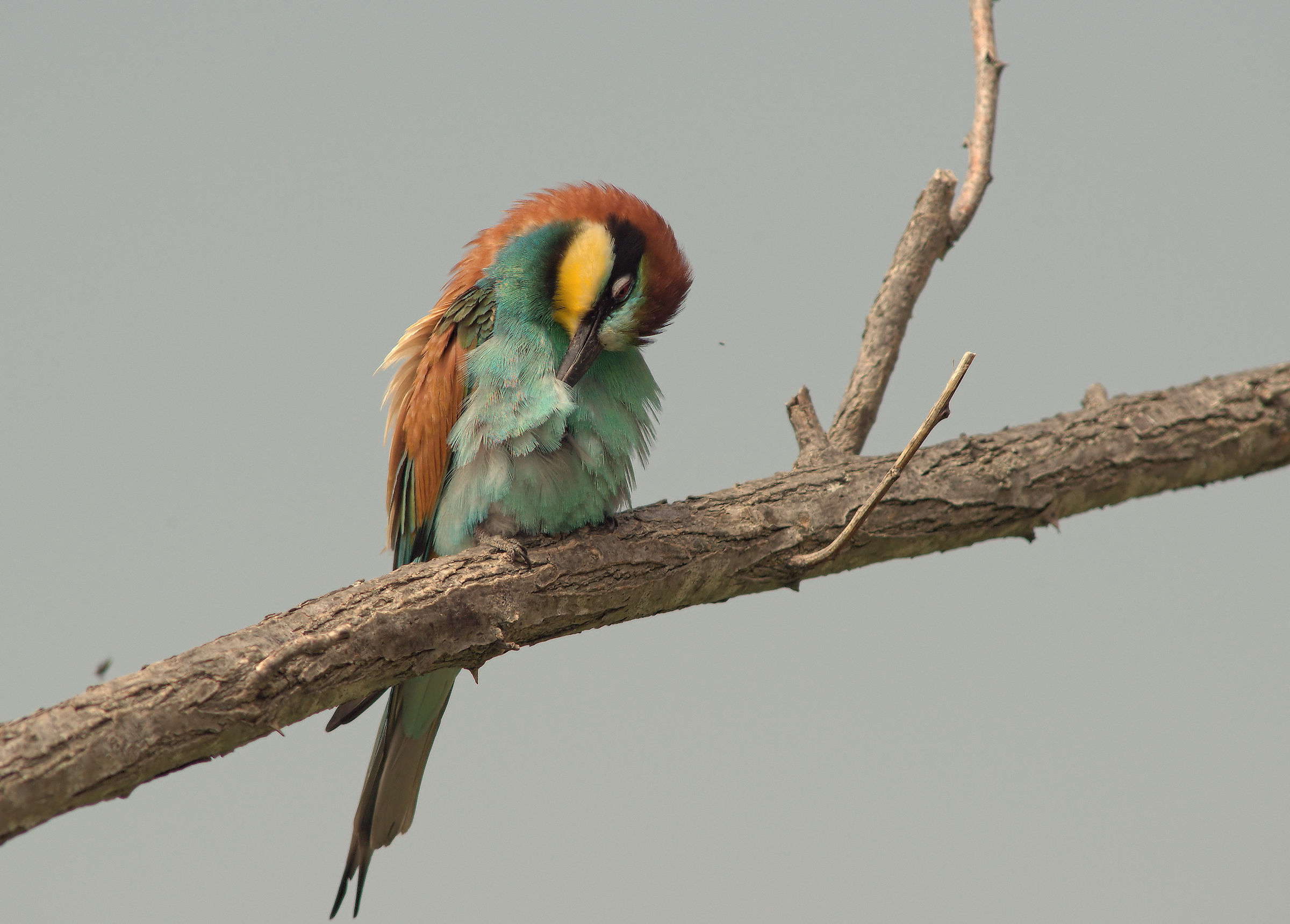 Bee-eater