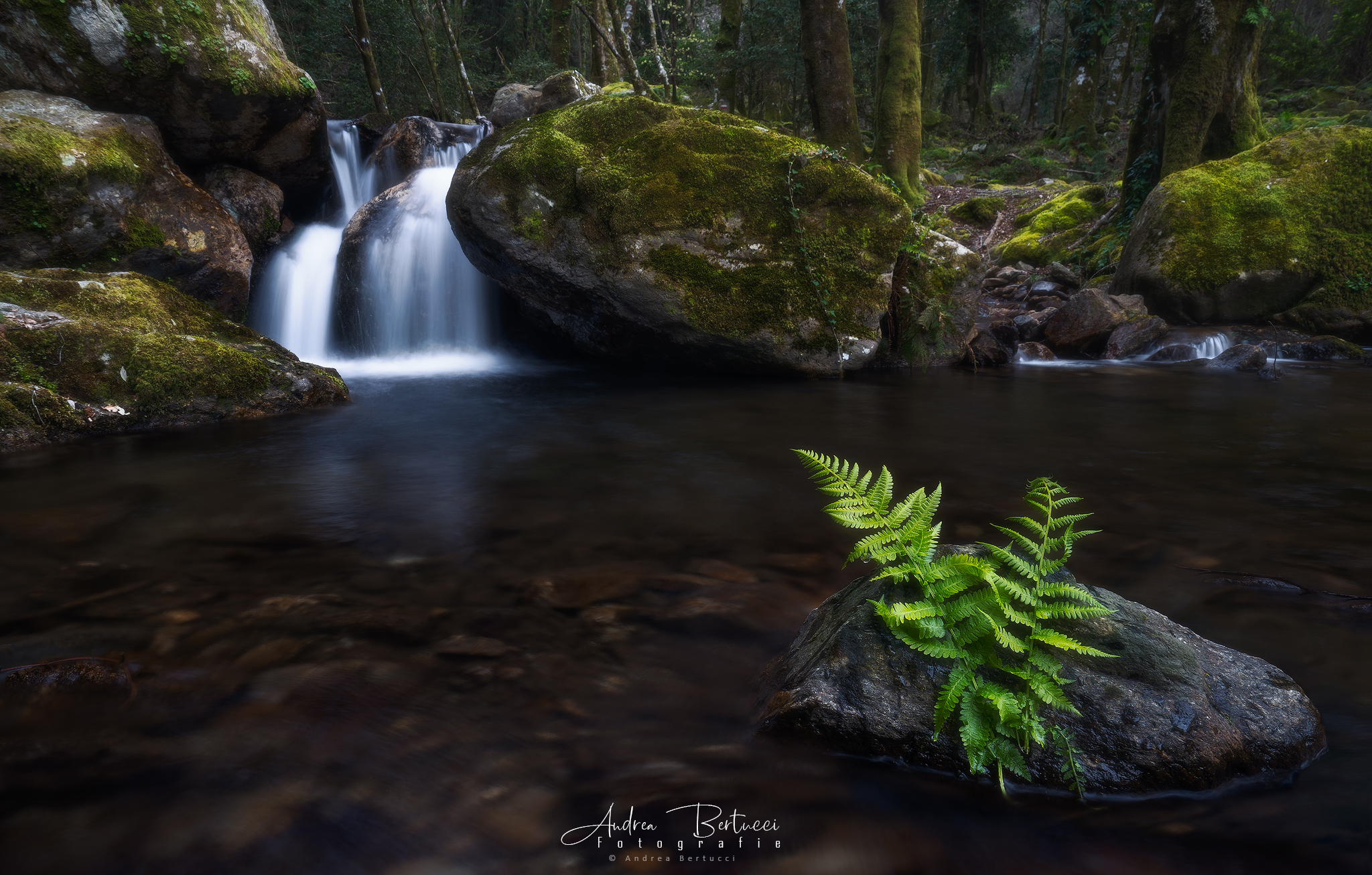 Nel giardino della woodwardia radicans