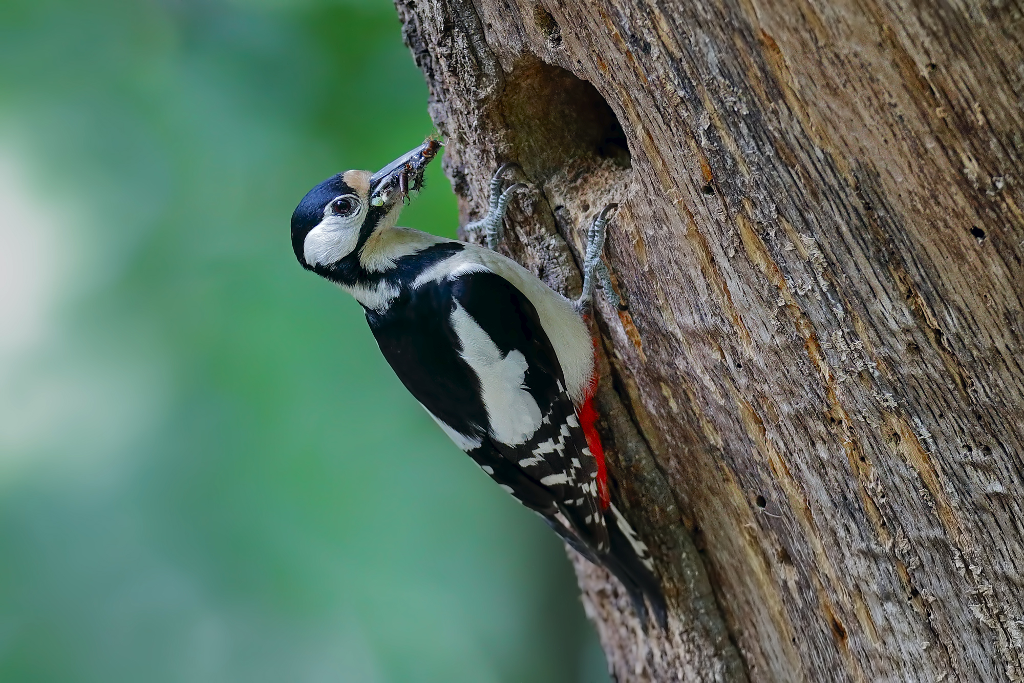 Senior Red Woodpeckers