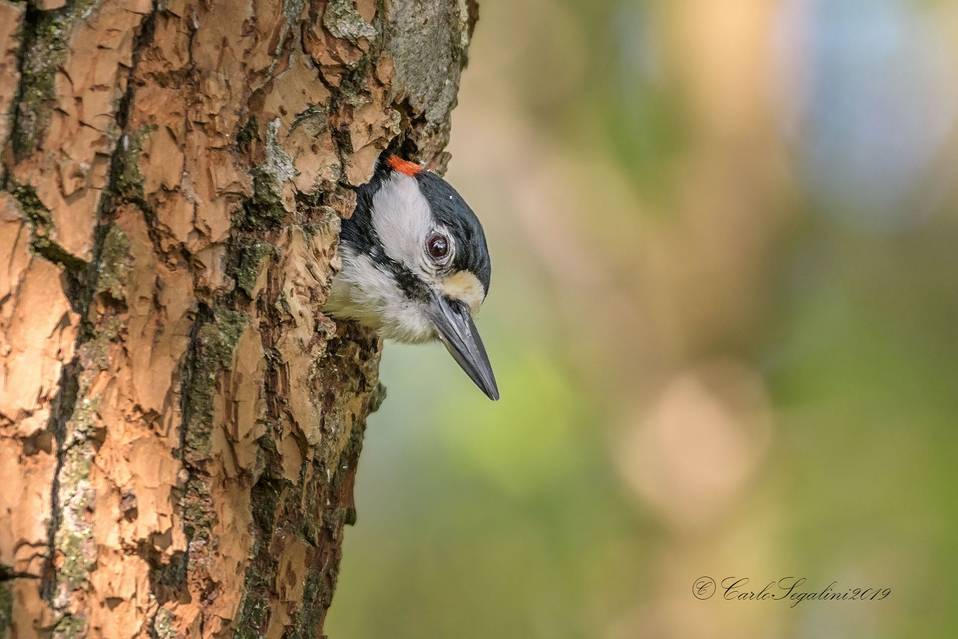 Buongiorno picchio...