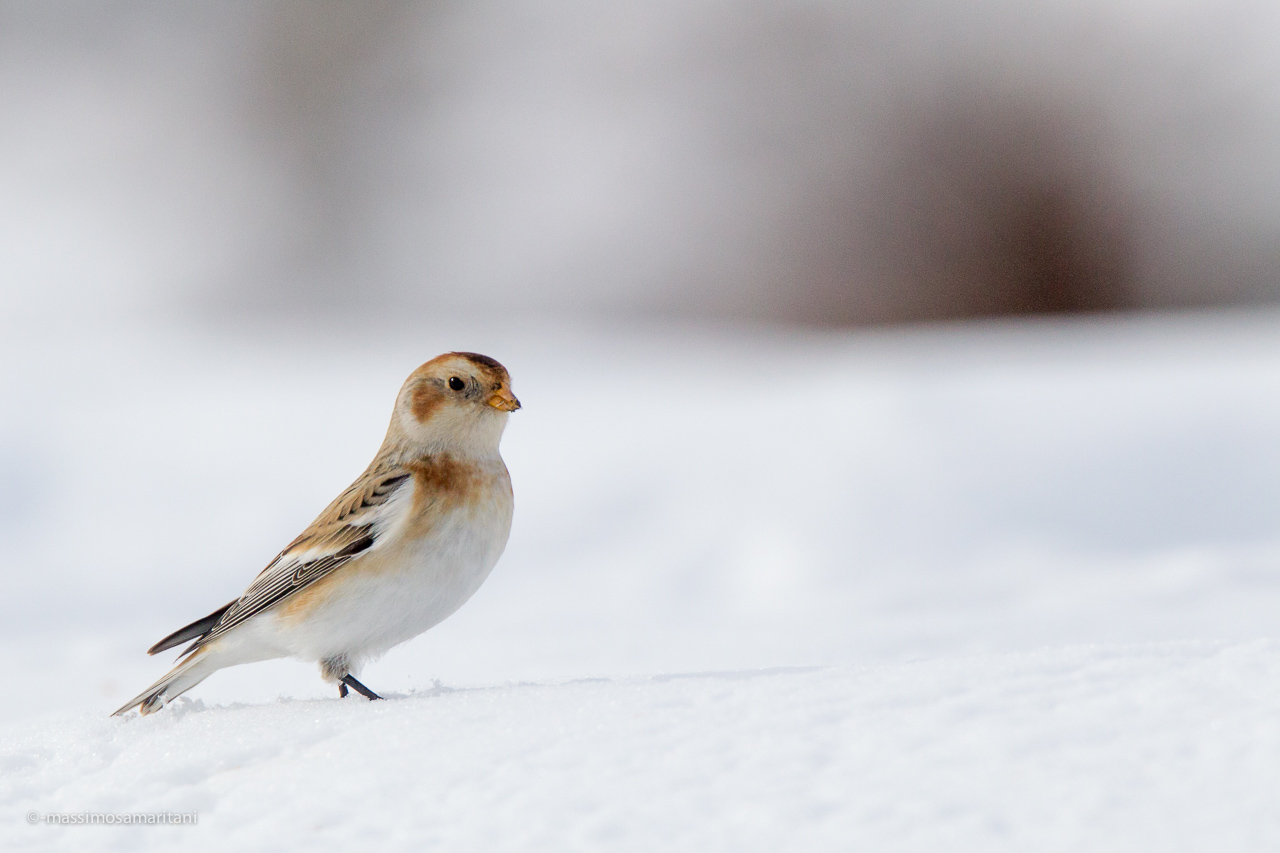Snow Bunting (Plectrophenax nivalis - Snow Bunting