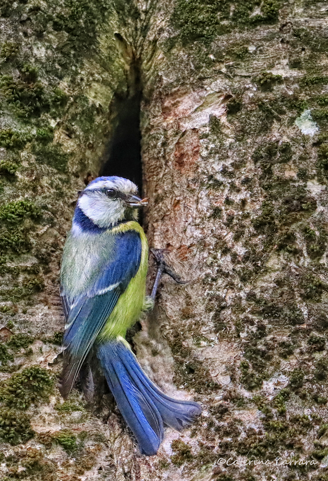 Cinciarella e il suo nido