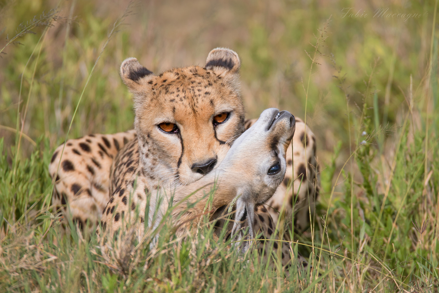 Mi prendo il tuo futuro