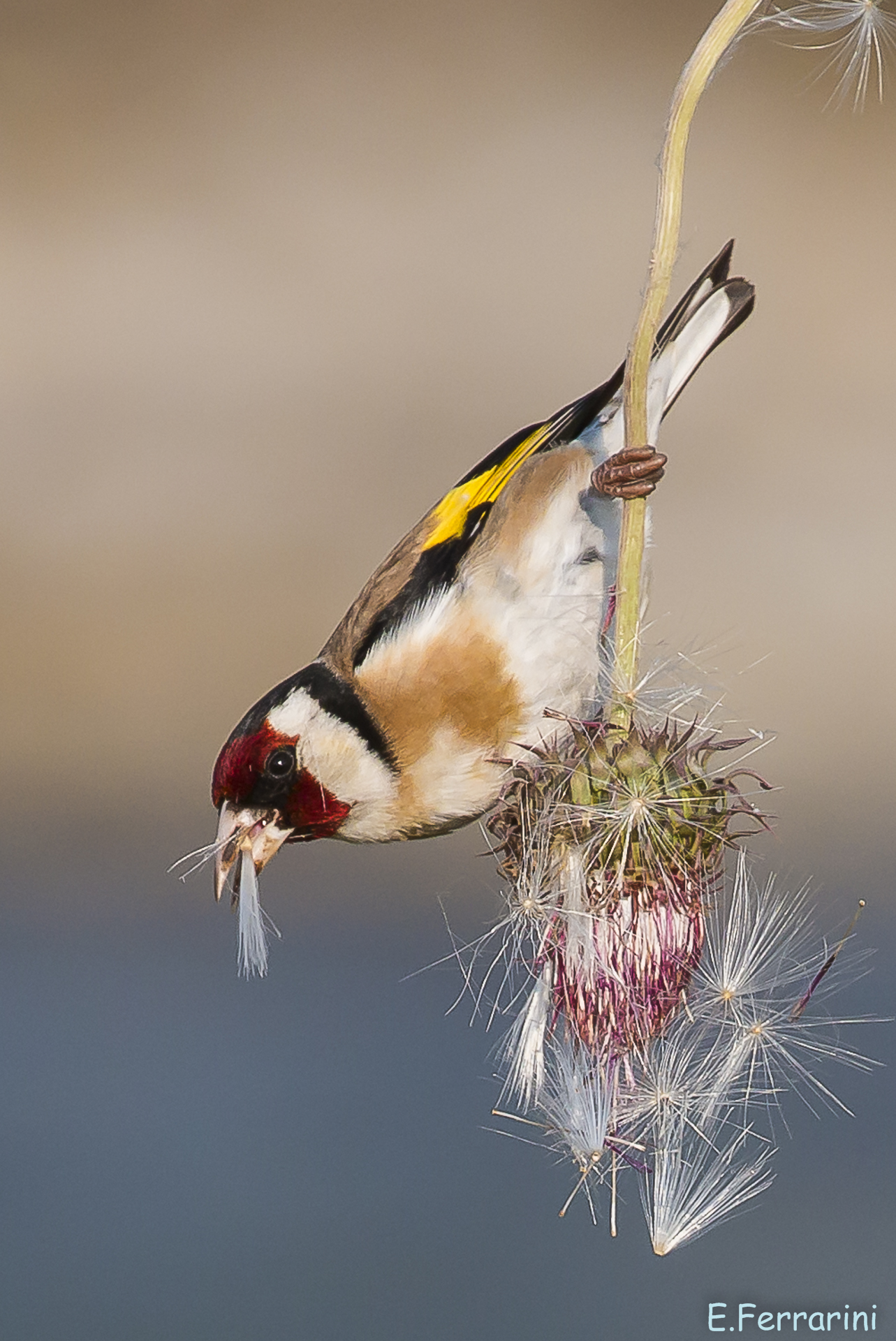 Goldfinch on Thistle