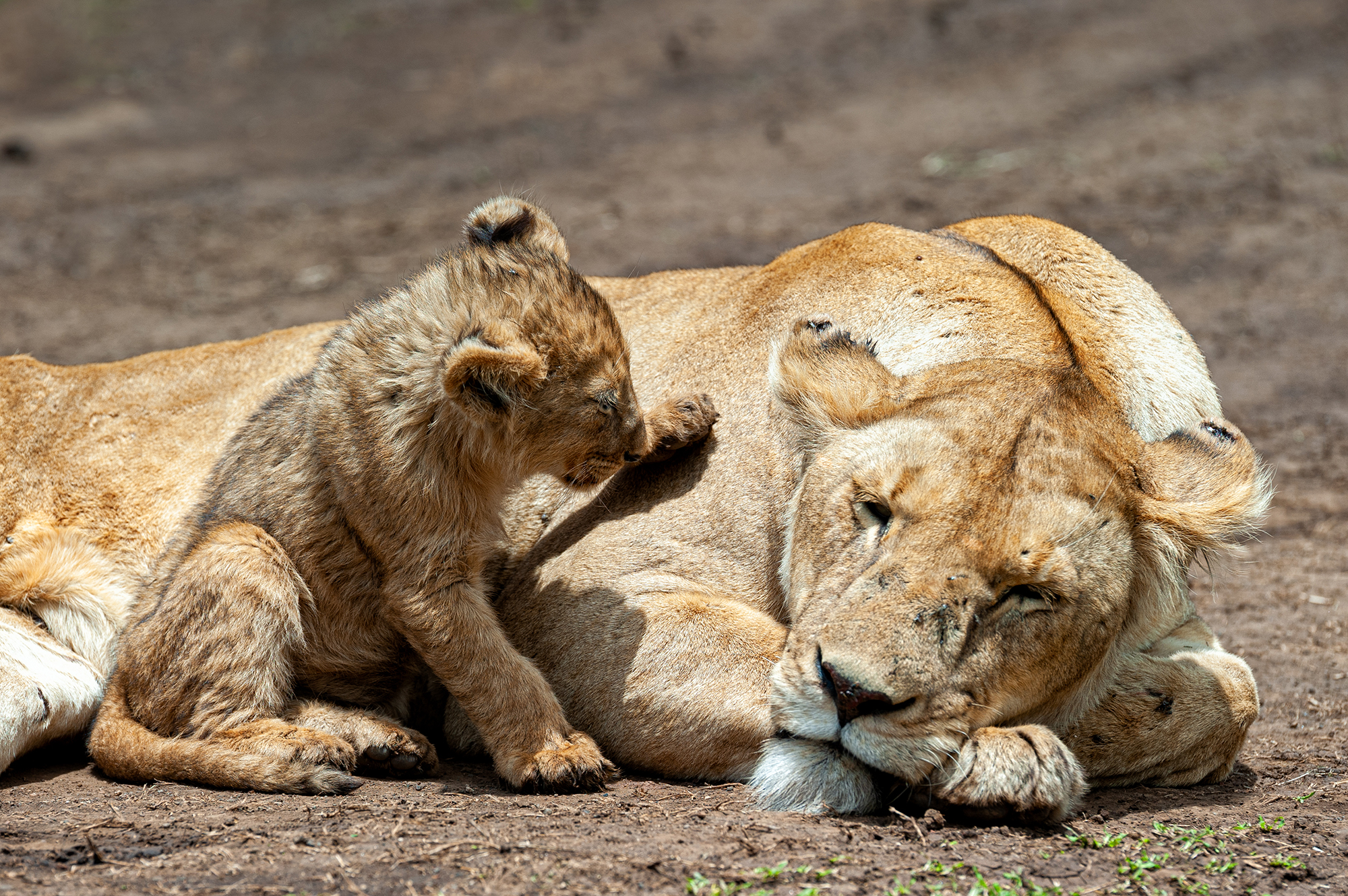 Ehi mamma... svegliati