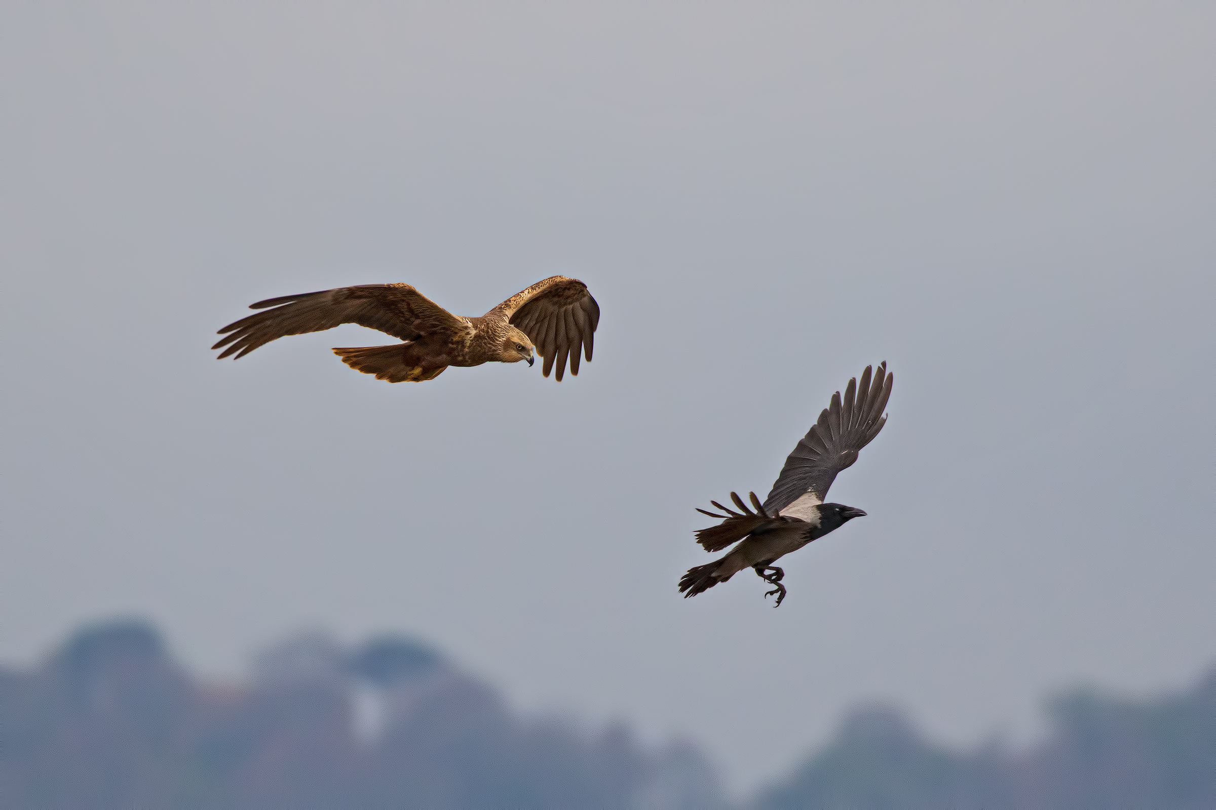 Run away if I catch you!!!!!!