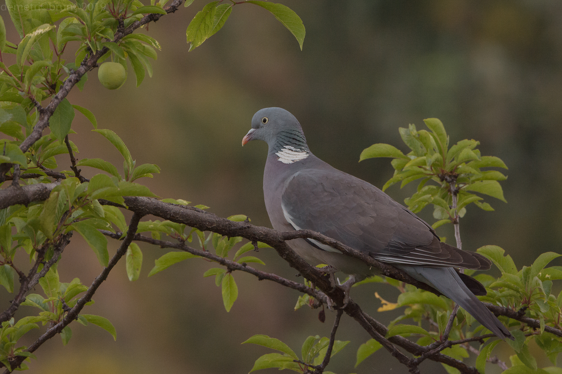 Wood Pigeon