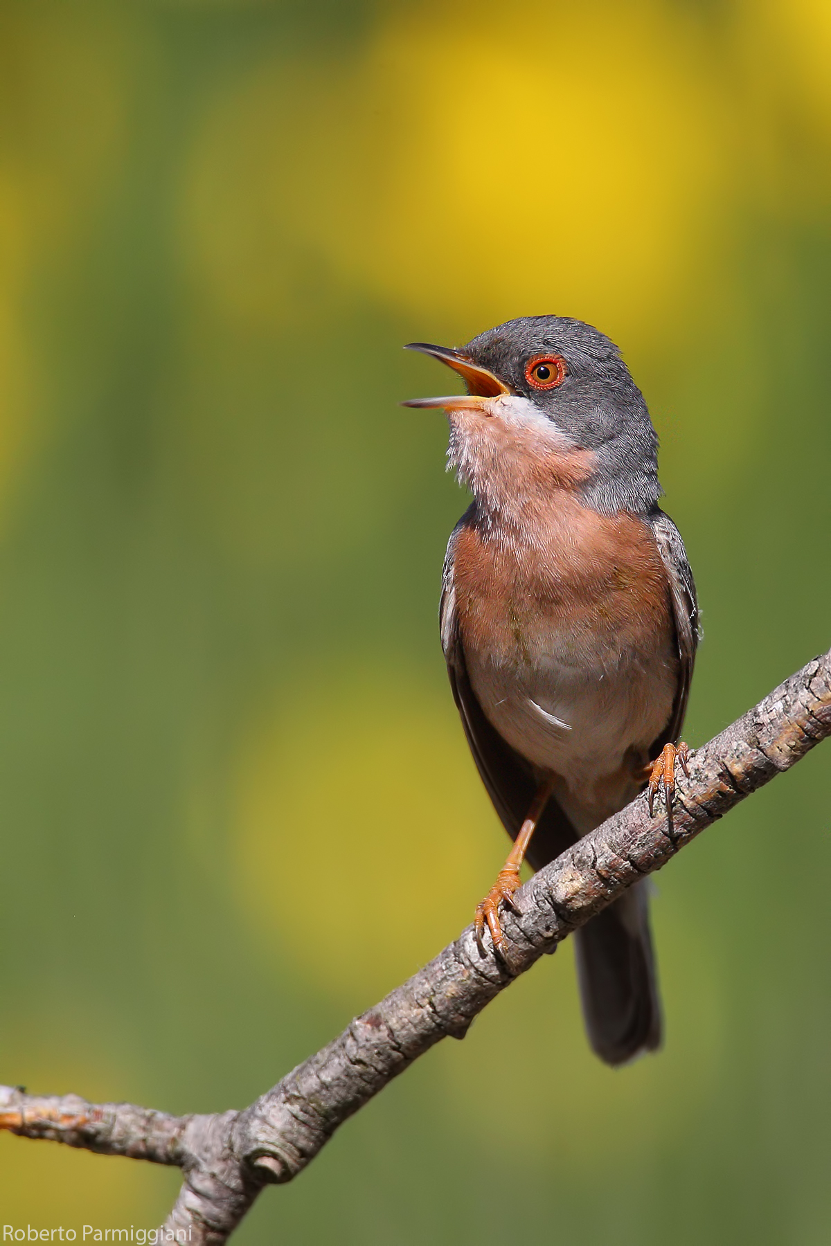 Sterpazzolina di Moltoni