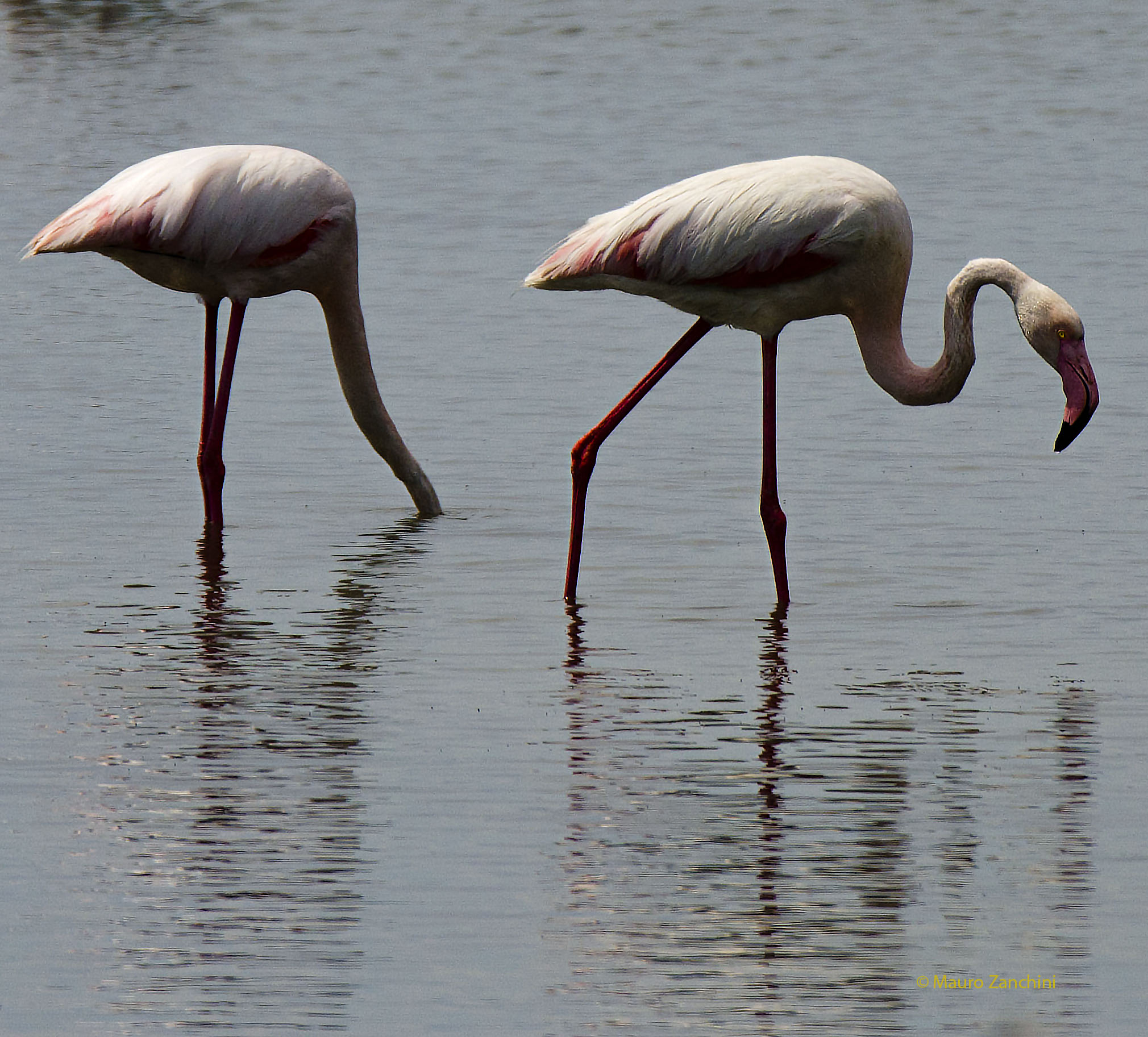 Flamingos valleys of Comacchio