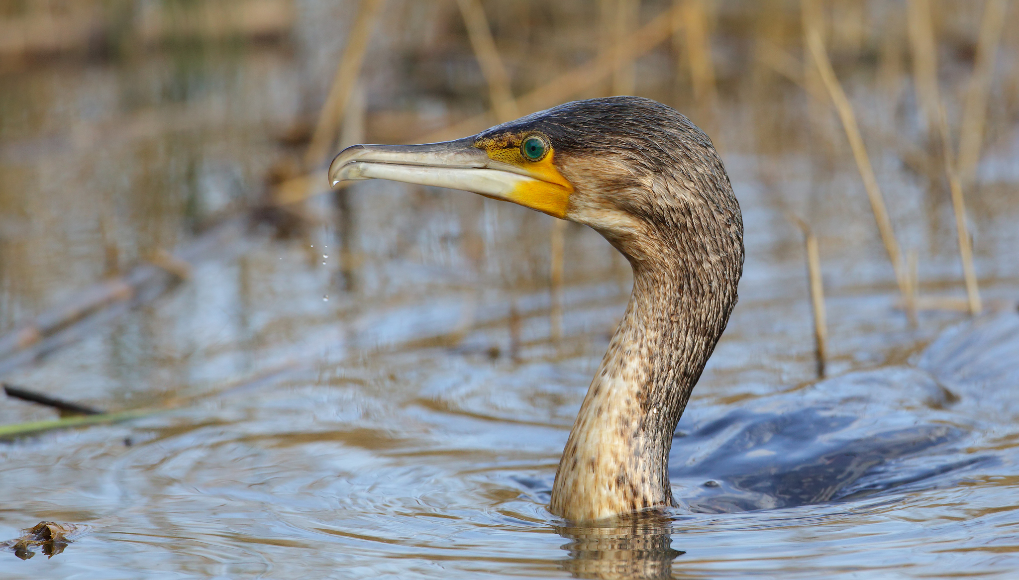 Cormorano