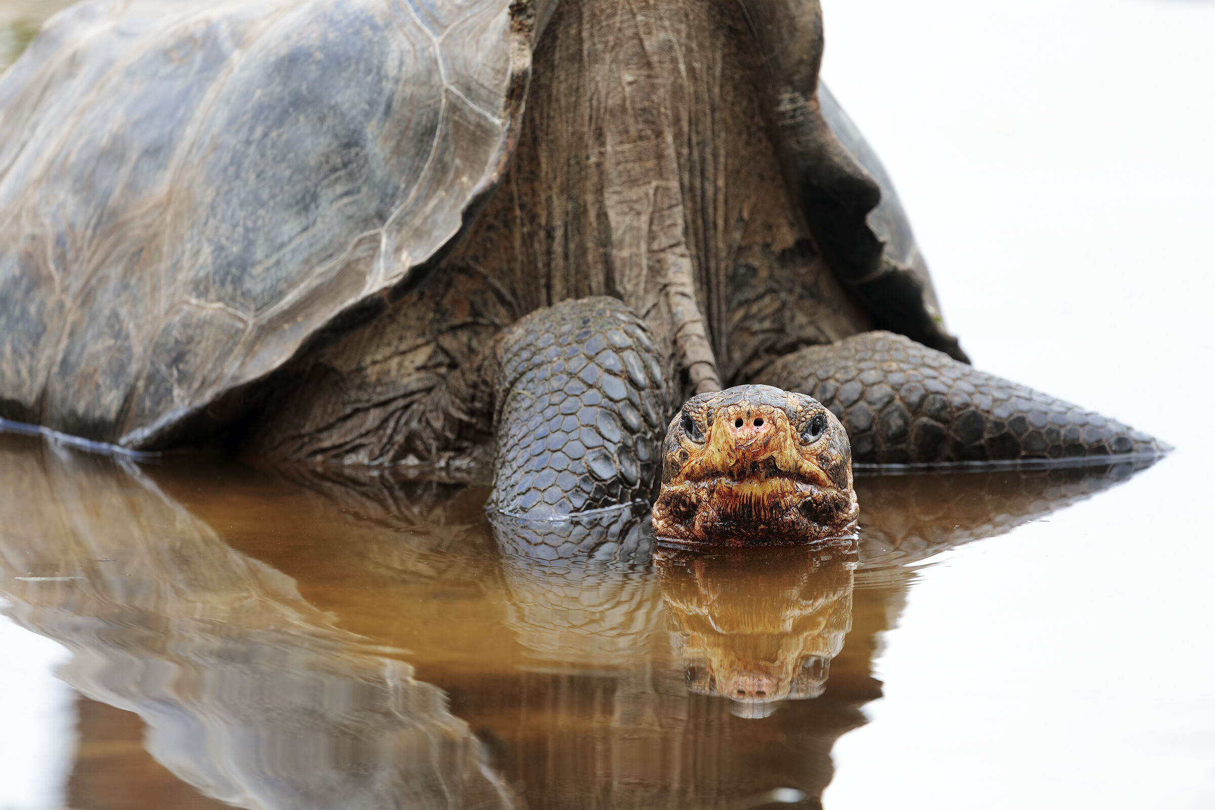 The bathroom of the ground turtle