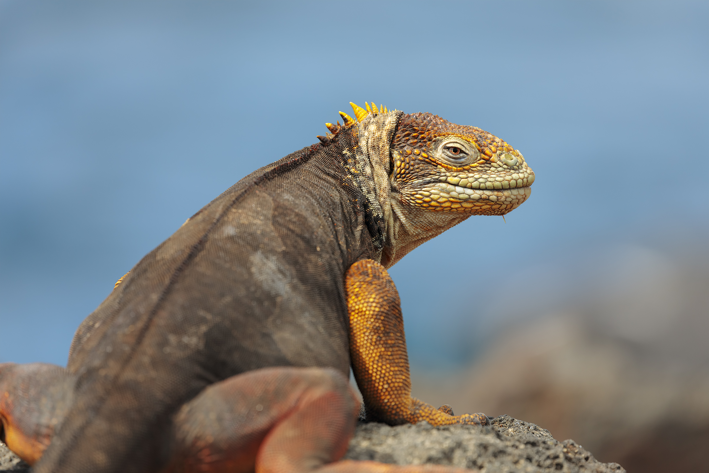 Iguana gialla