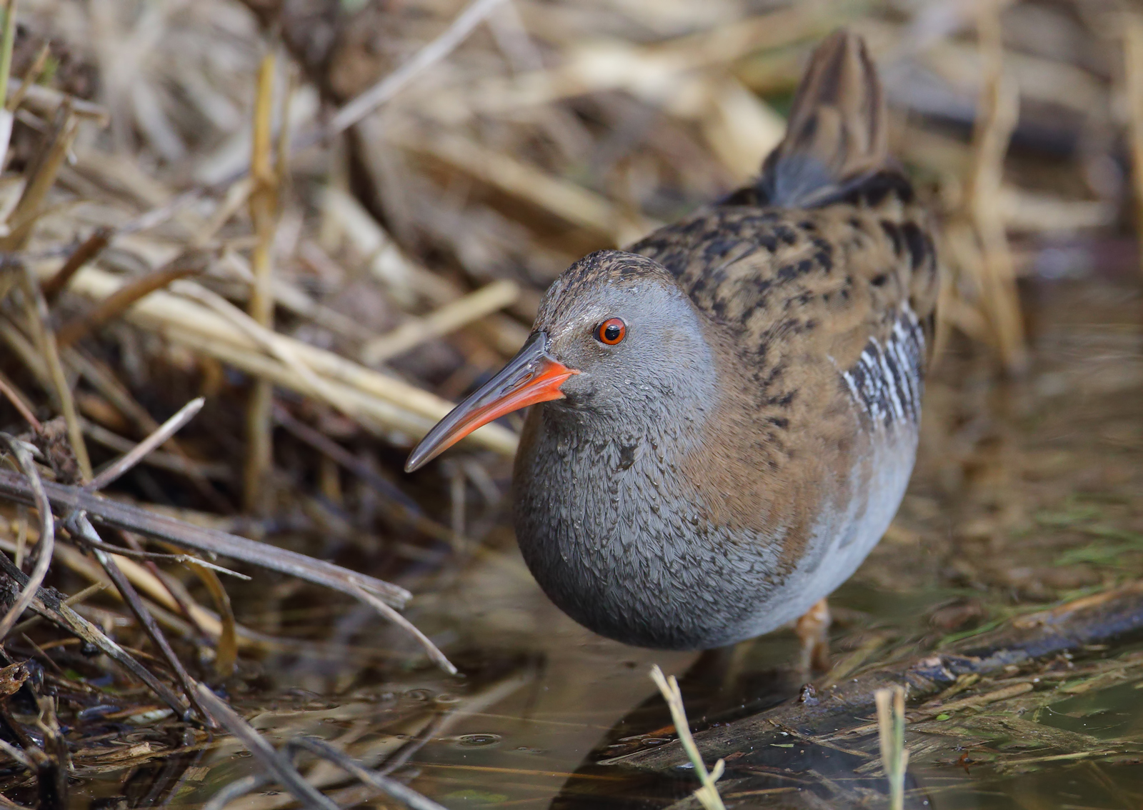 Porciglione ambientato
