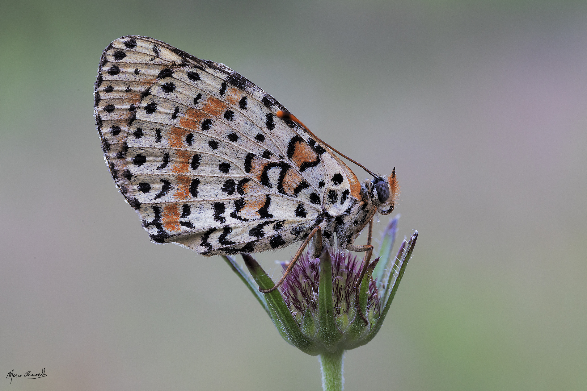 Melitaea didyma