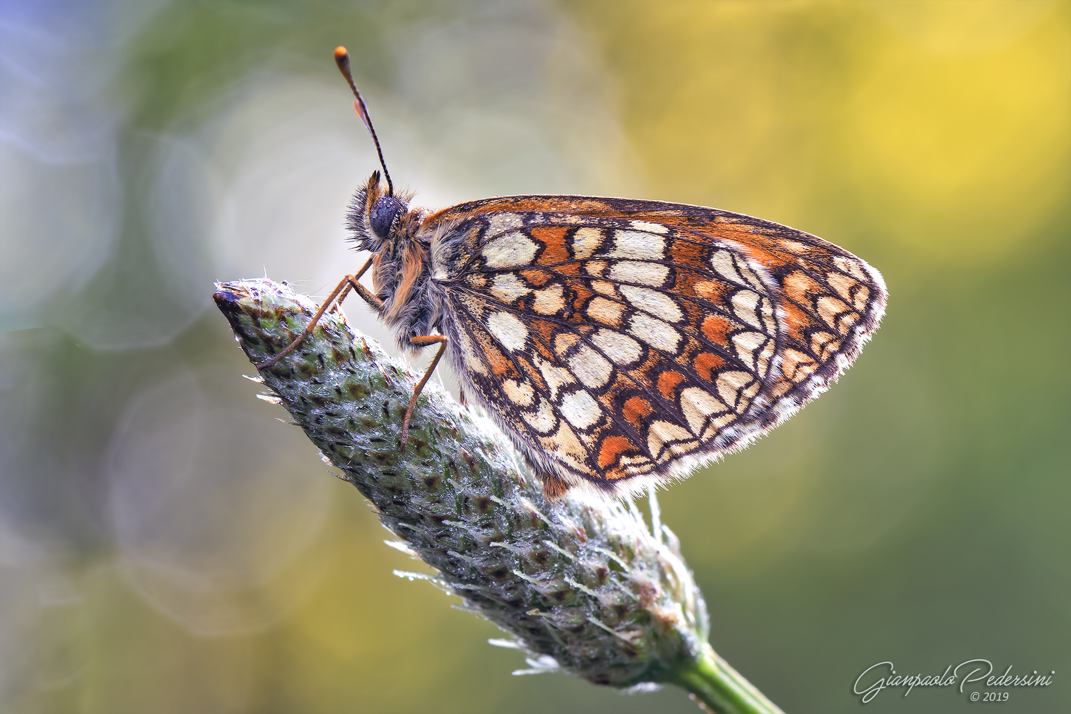 Melitaea athalia