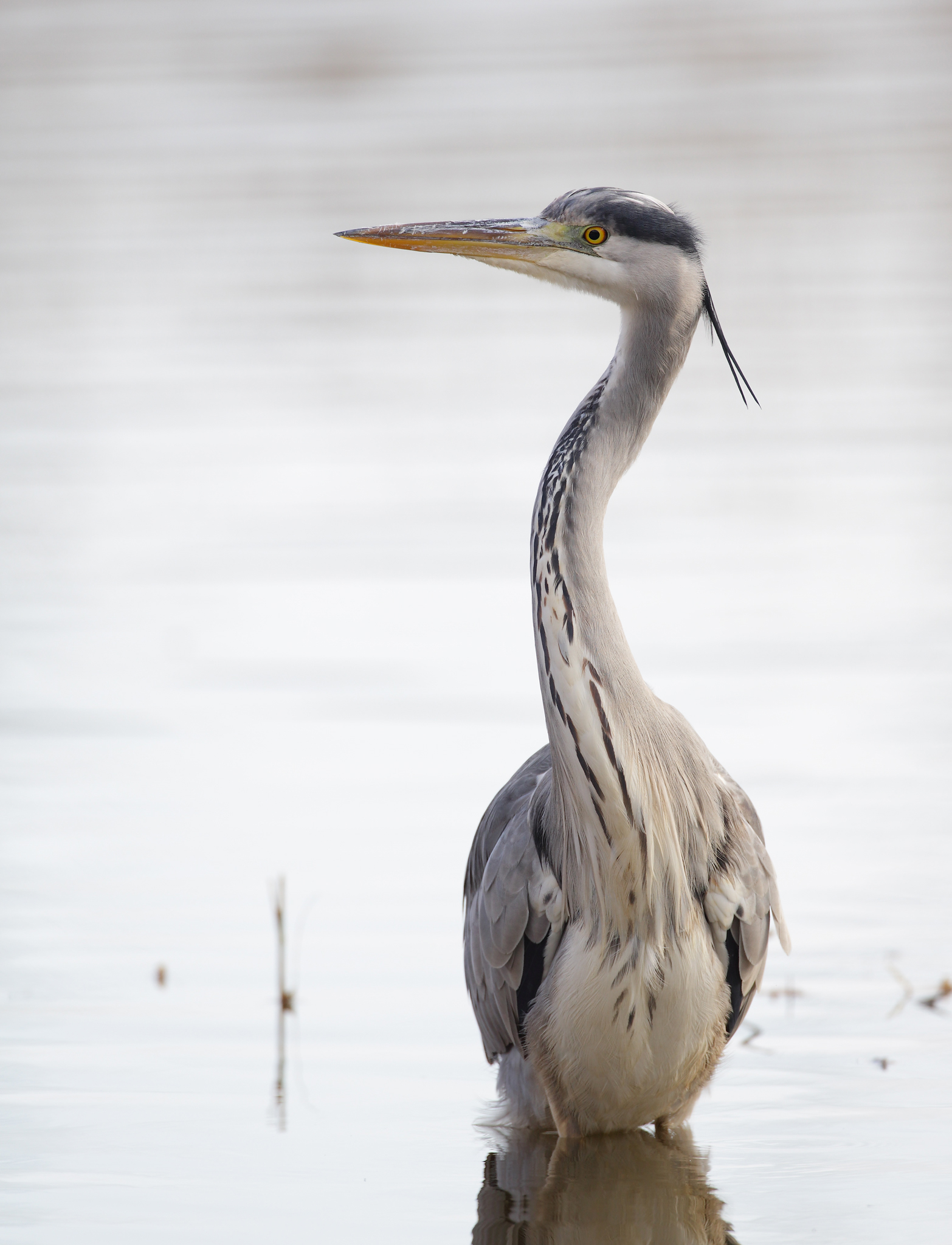 Grey Heron