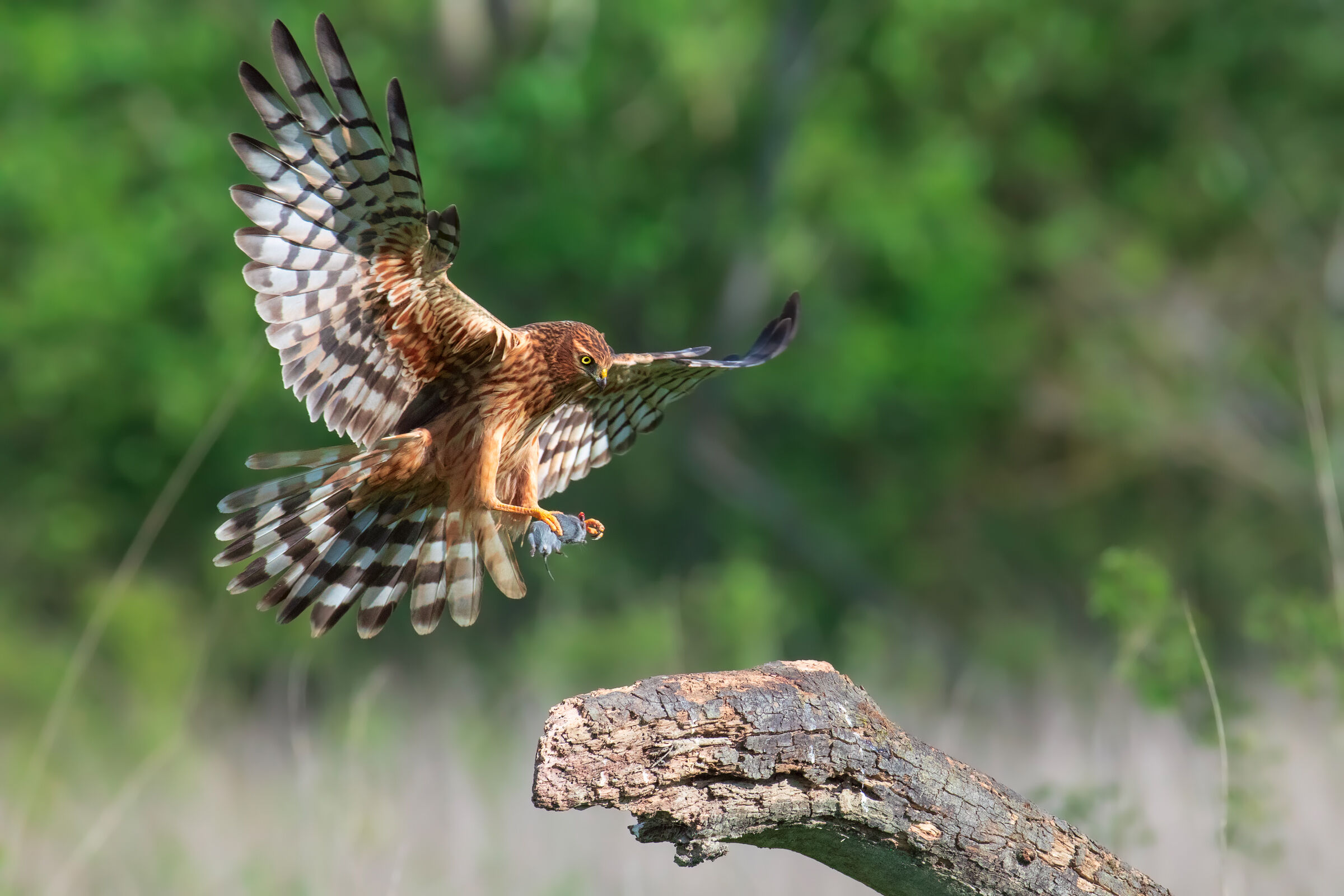 Albanella minor female and her prey