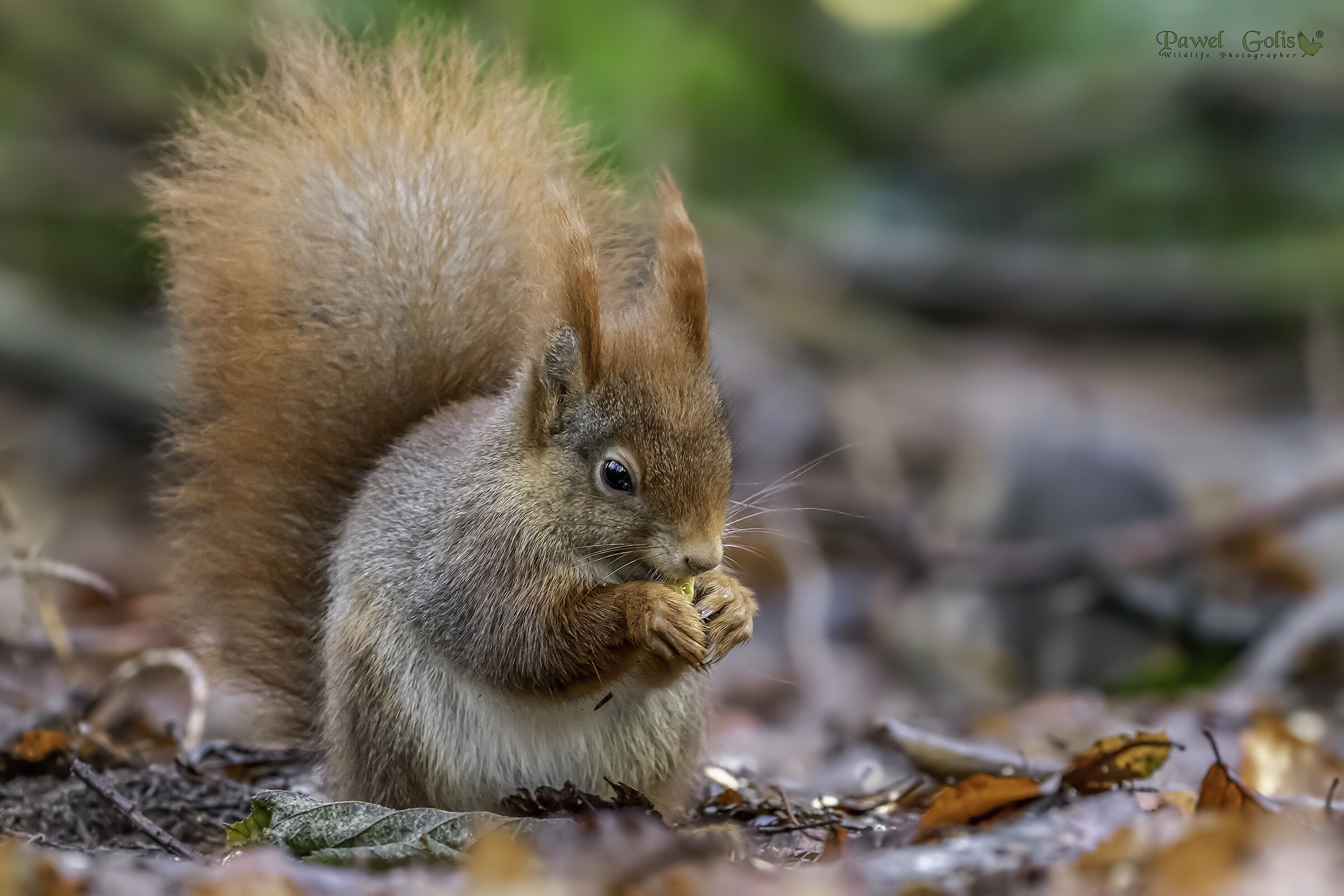 Rosso Squirell (Sciurus vulgaris)