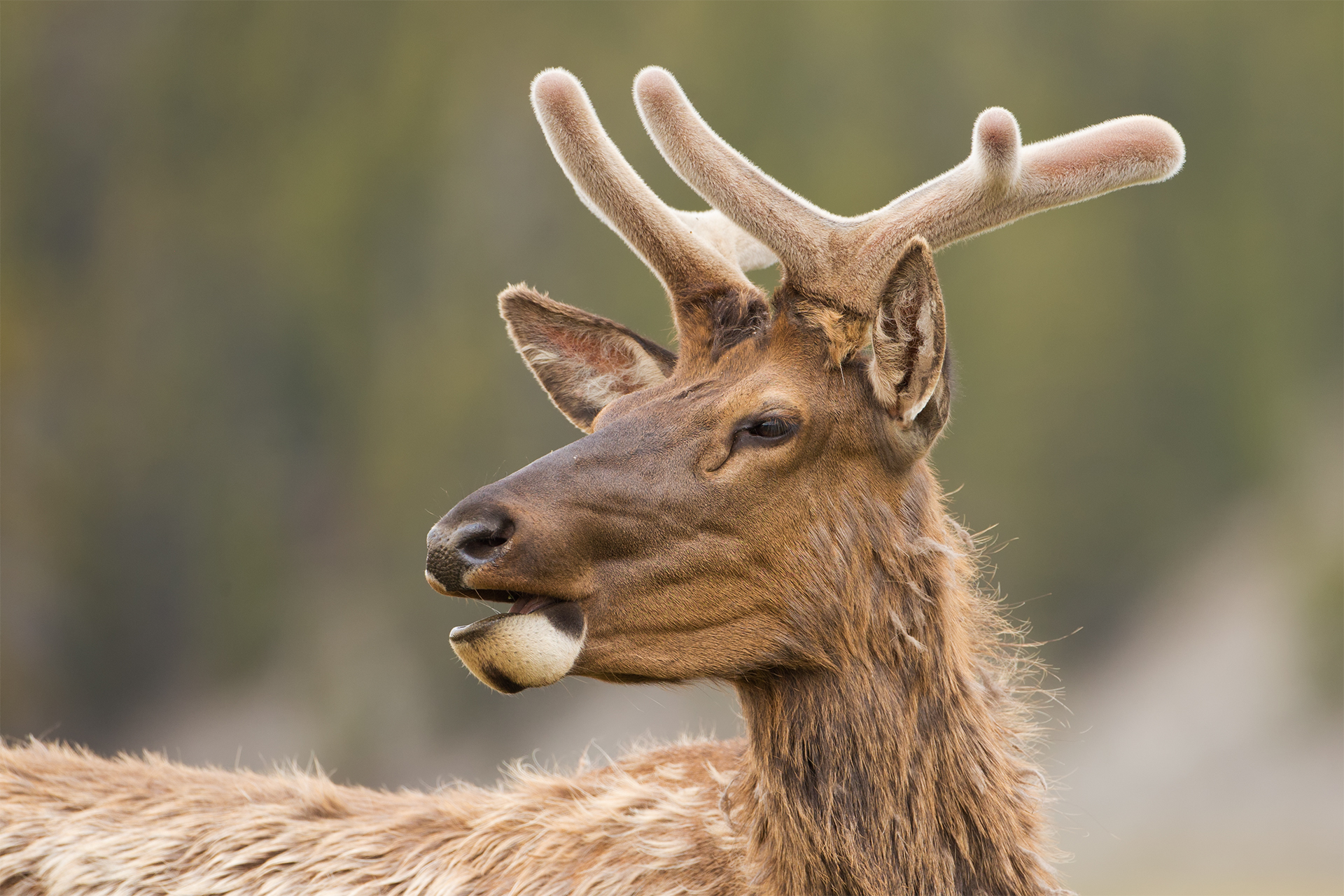 Cervus canadensis