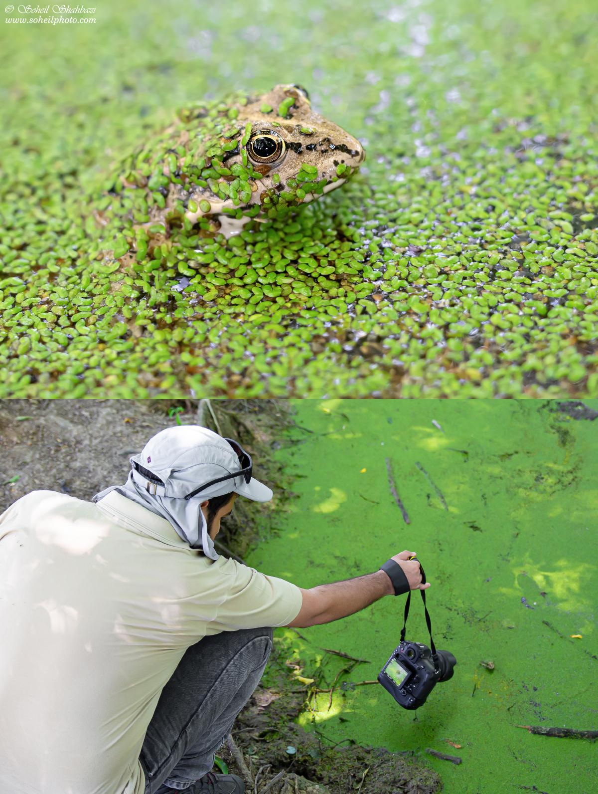 Frog and behind the scenes
