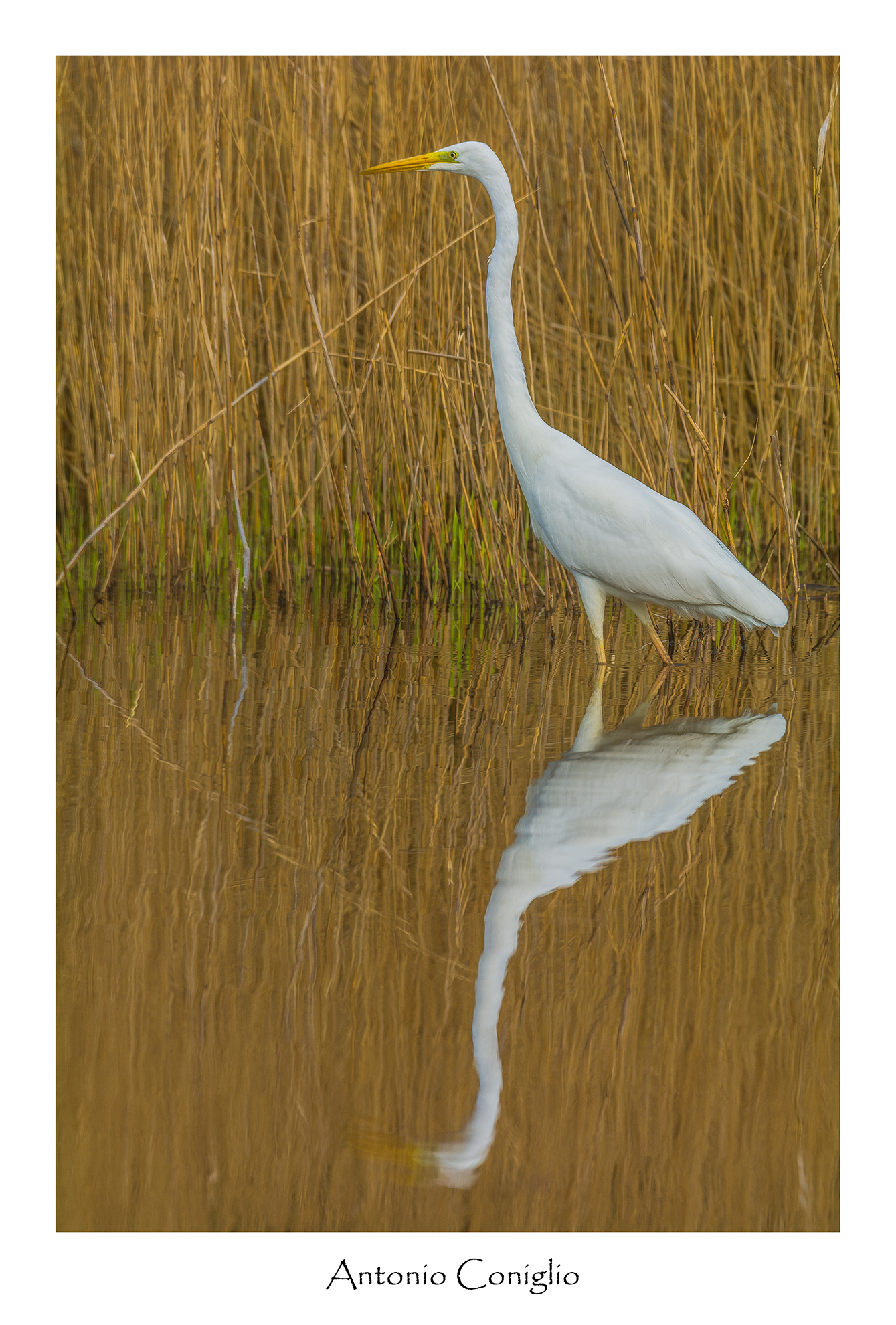 White Heron