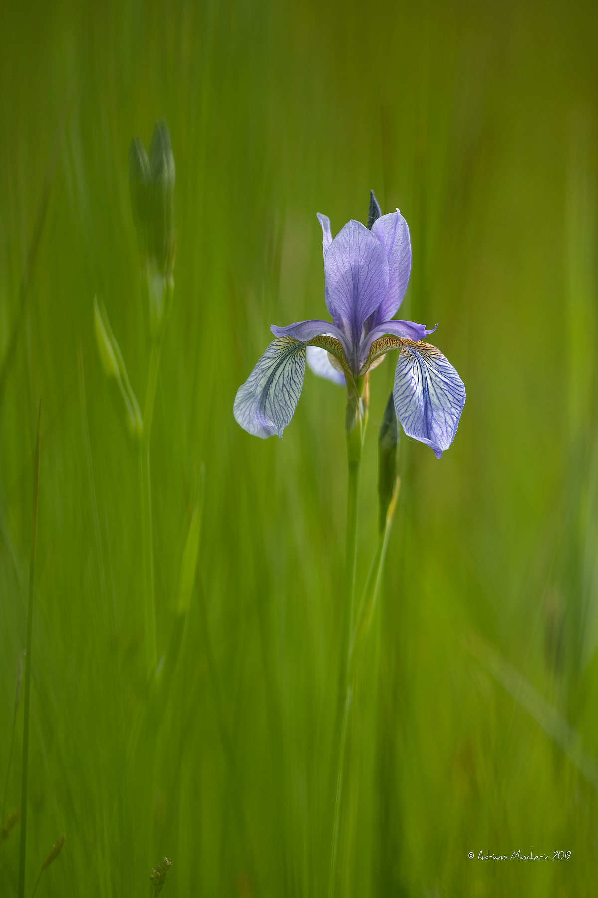 Iris Sibirica