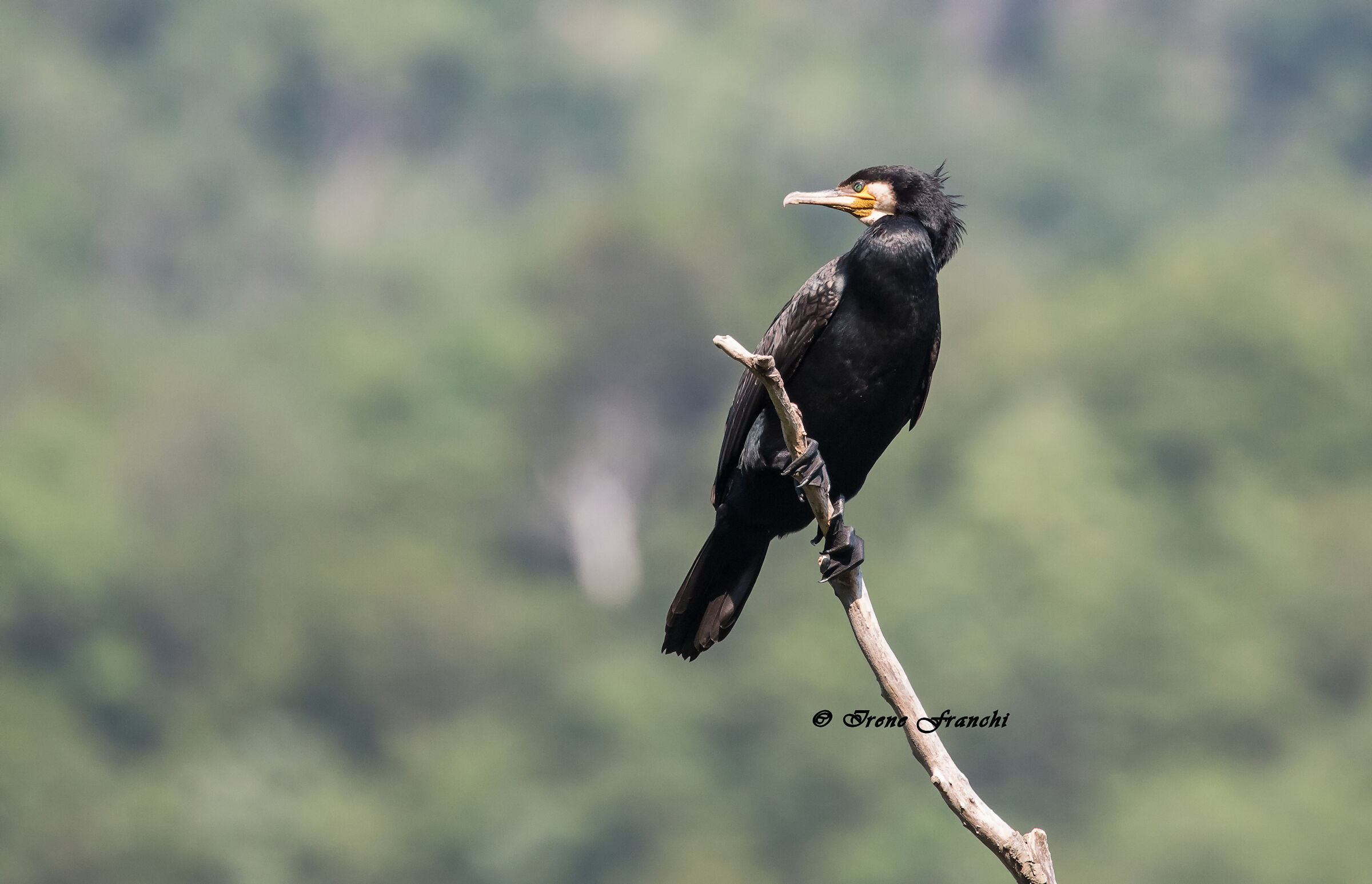 Cormorating in a Lookout