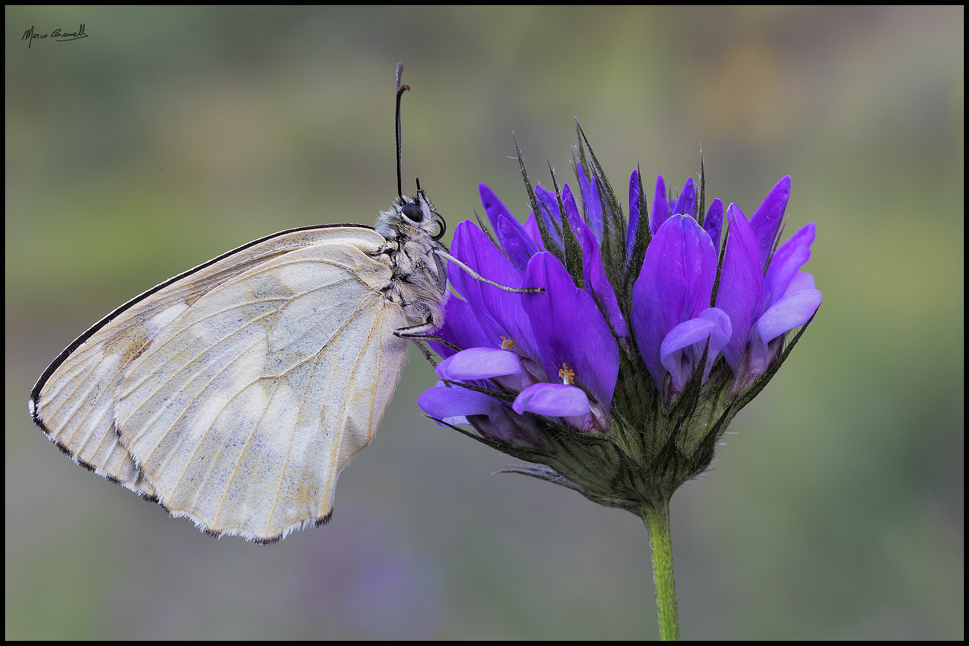 Melanargia galathea