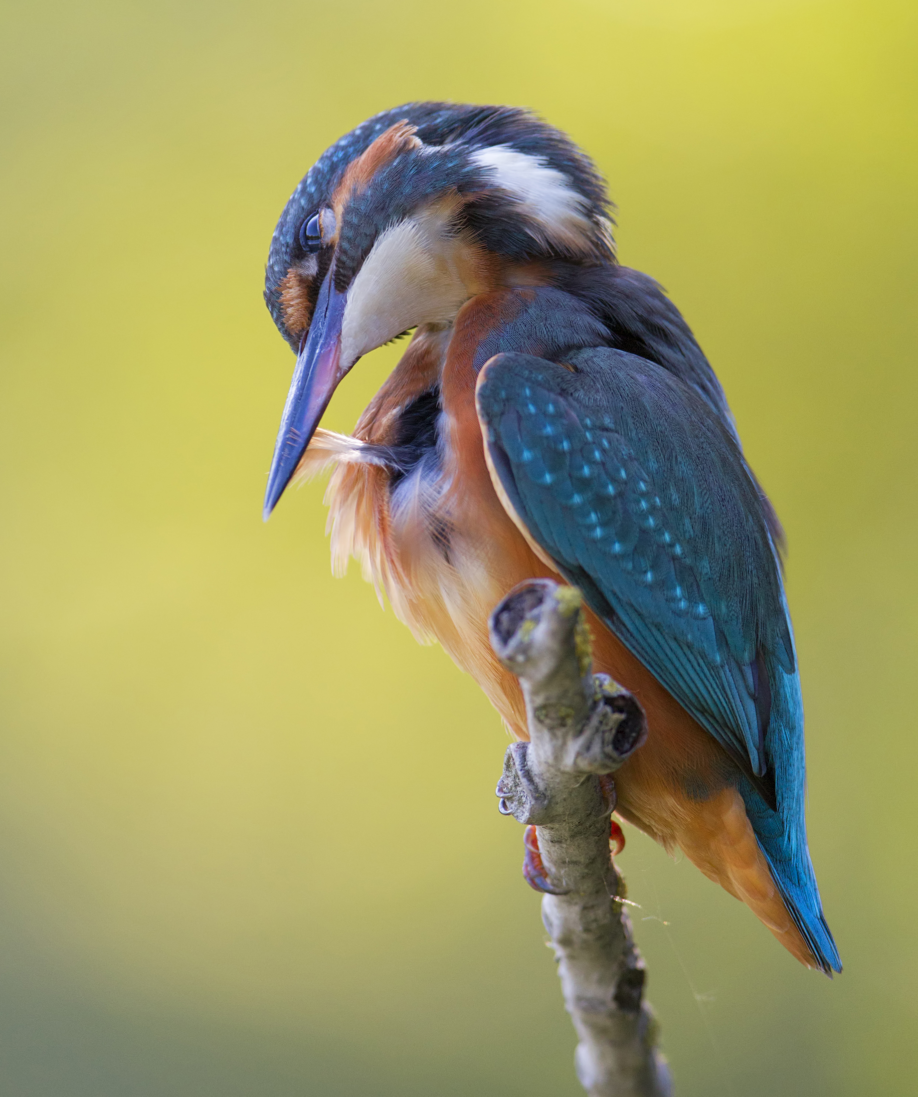 Martin....Controluce