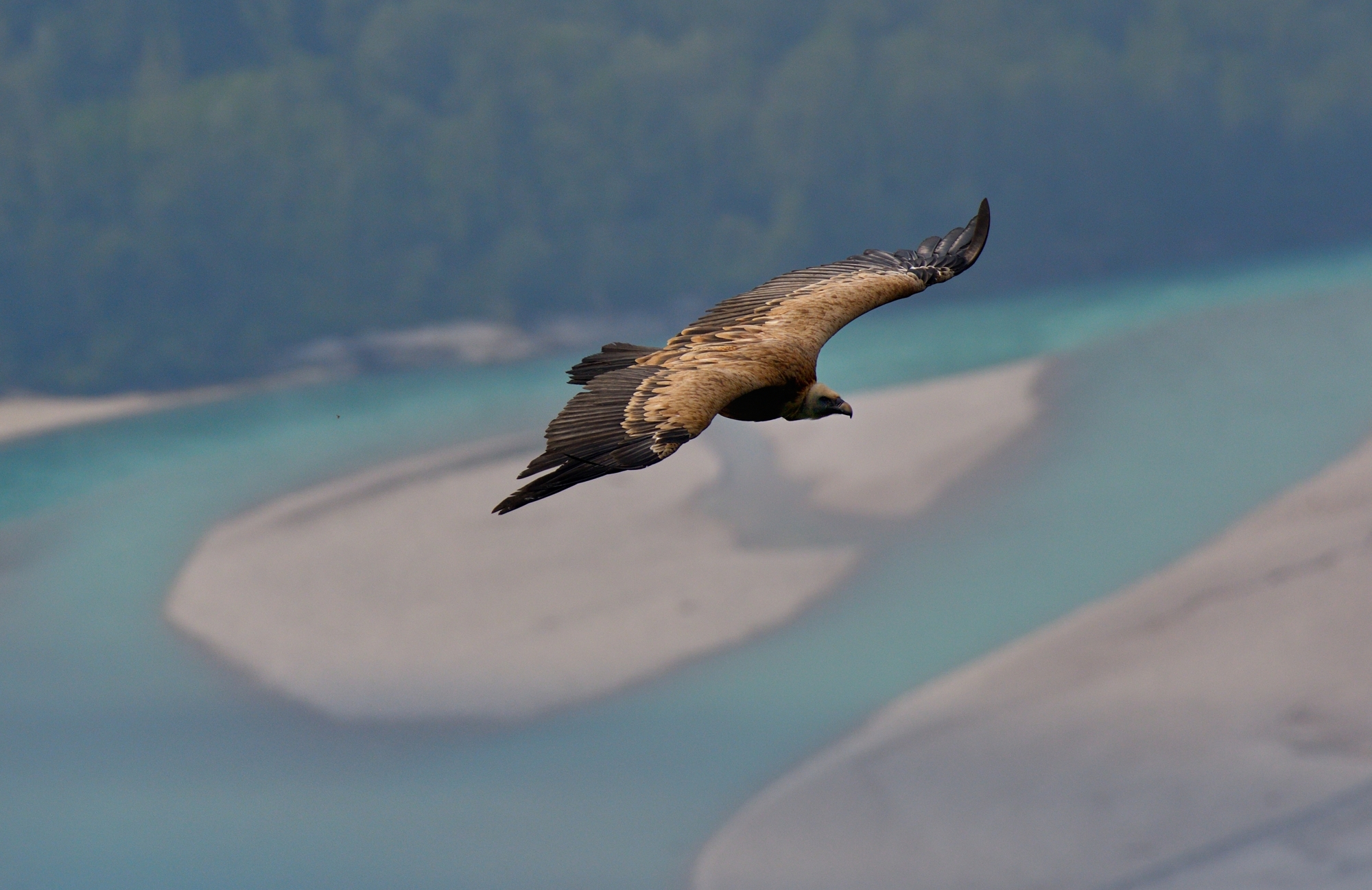 Above the chopping...