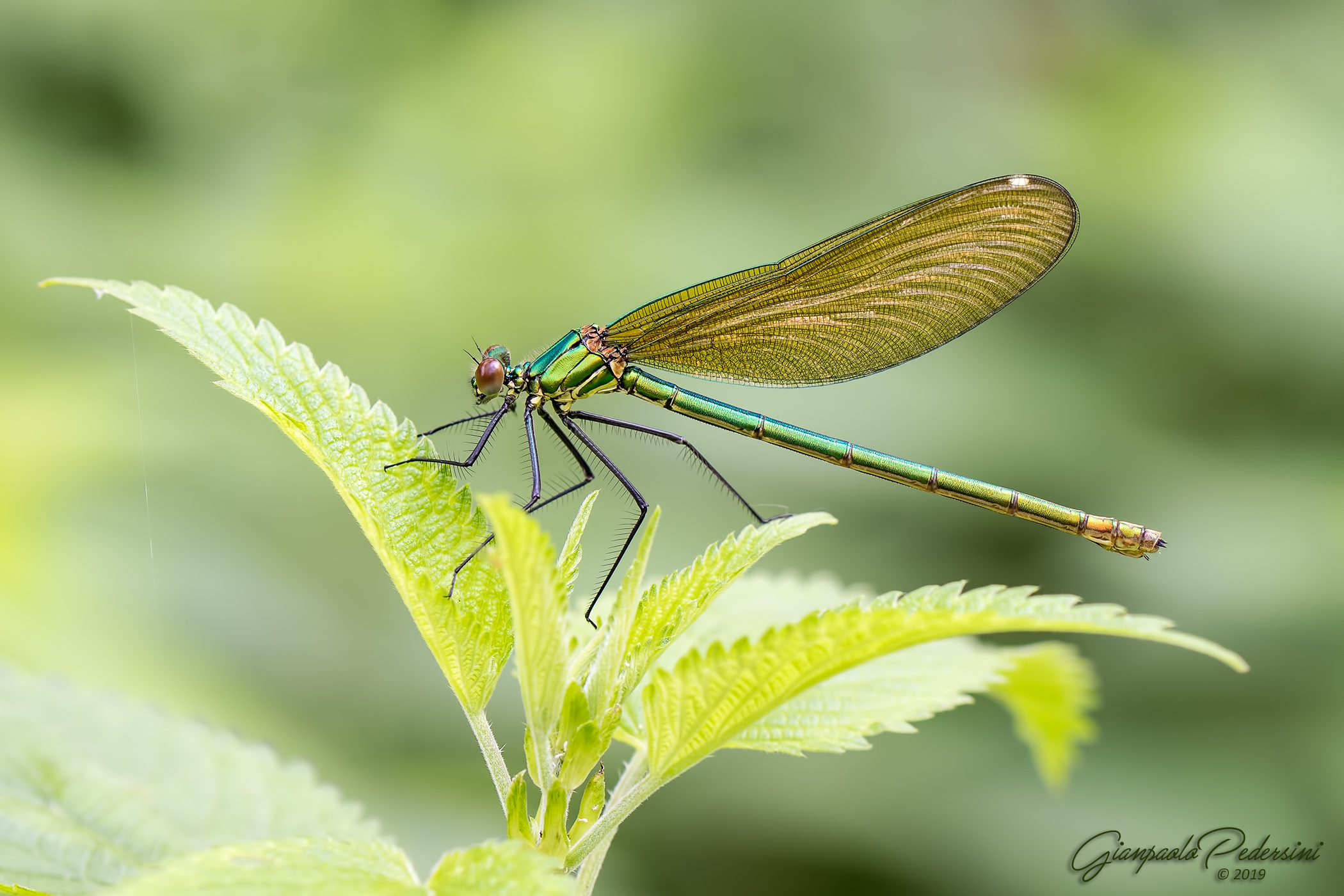 Calopteryx splendens - femmina